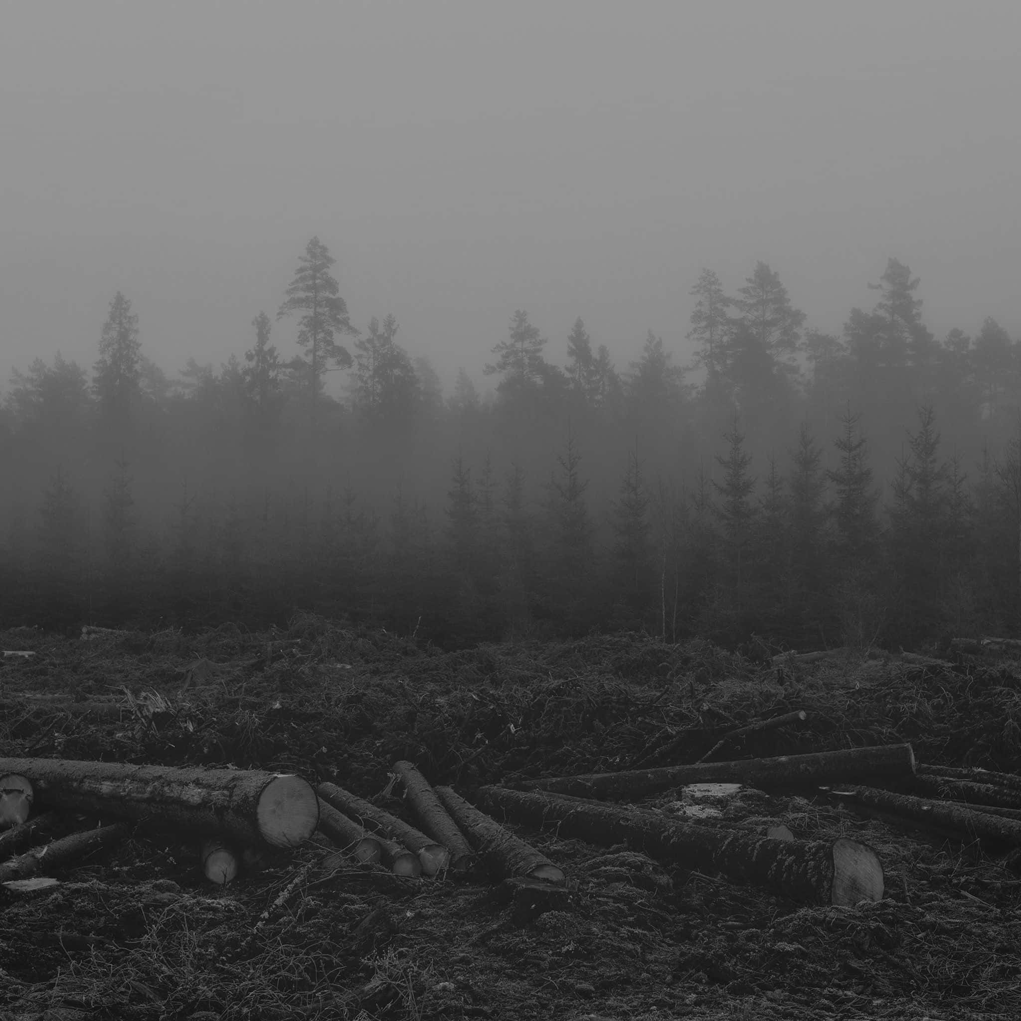 Black And White Nature 桌布 壁紙 — 一片單色調的森林空地，有被砍伐的圓木和逐漸消失在朦朧背景中的霧氣樹木。