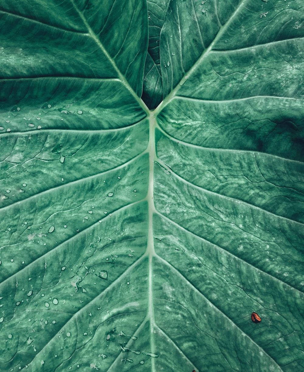 樹葉 桌布 壁紙 — 一片大綠葉的特寫，葉脈錯綜複雜，表面有閃爍的露珠。
