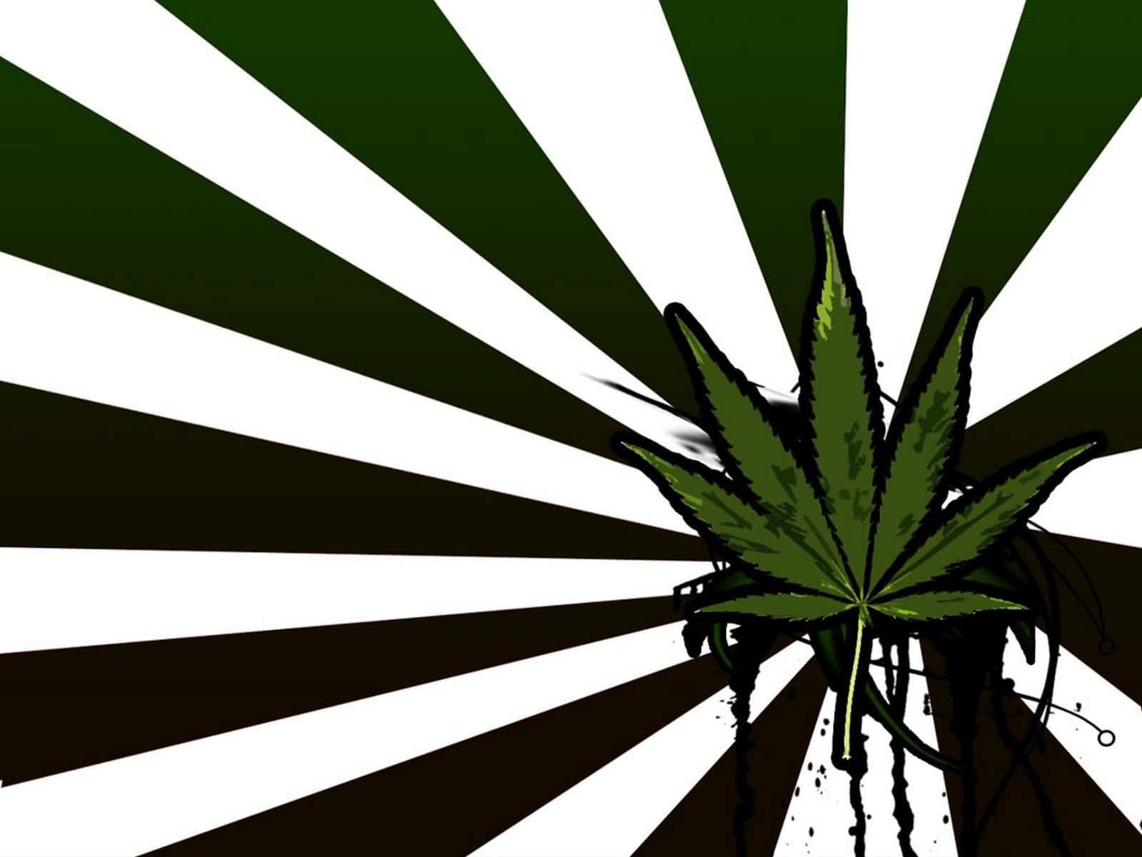 迷幻 桌布 壁紙 — 一片大膽的綠色大麻葉在鮮明的黑白放射狀背景上滴下黑色墨水。