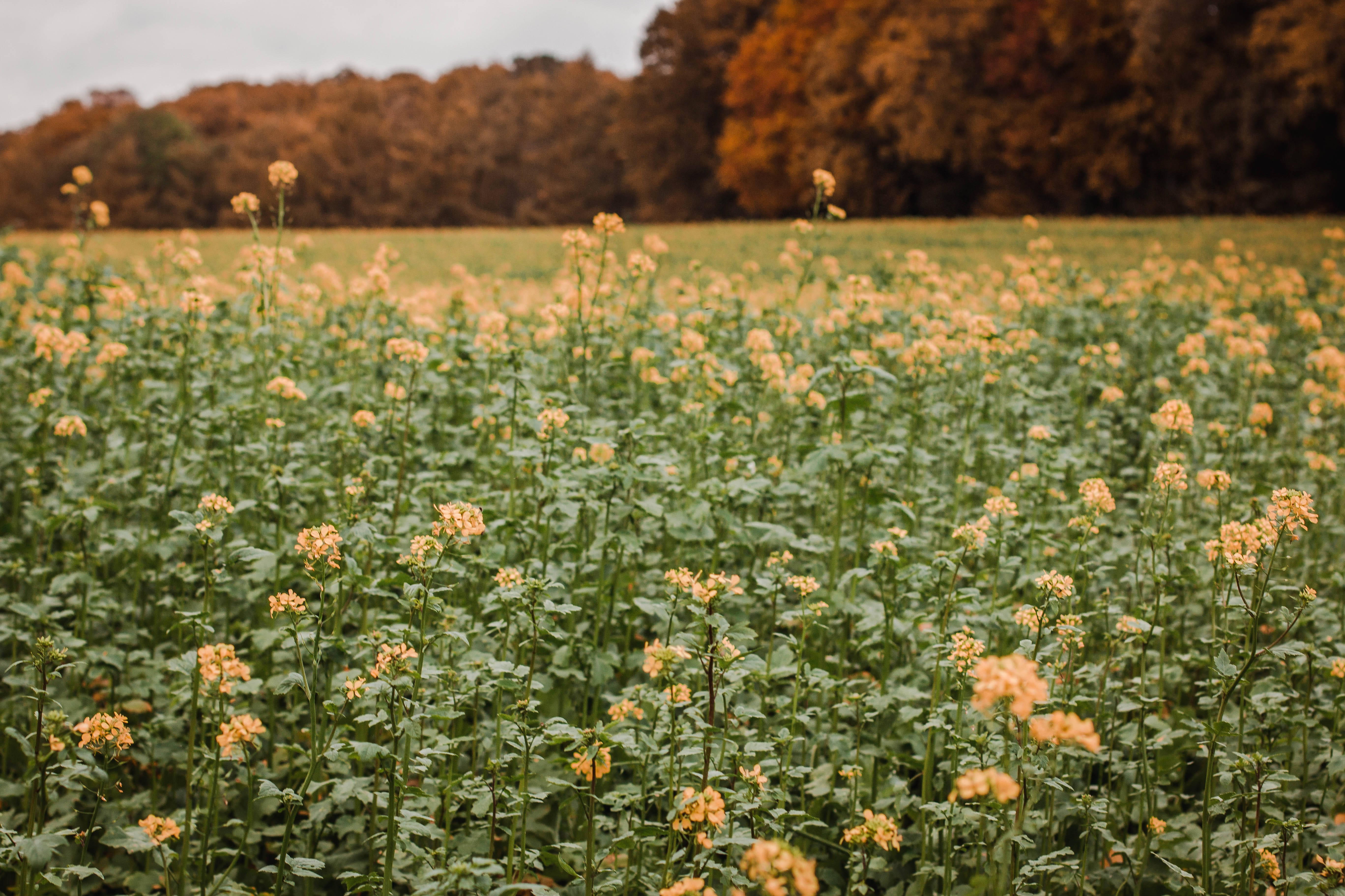 Flower Field 桌布 壁紙 — 一片嬌嫩的黃色花田在陰天之下，於茂密的秋林前輕輕搖曳。