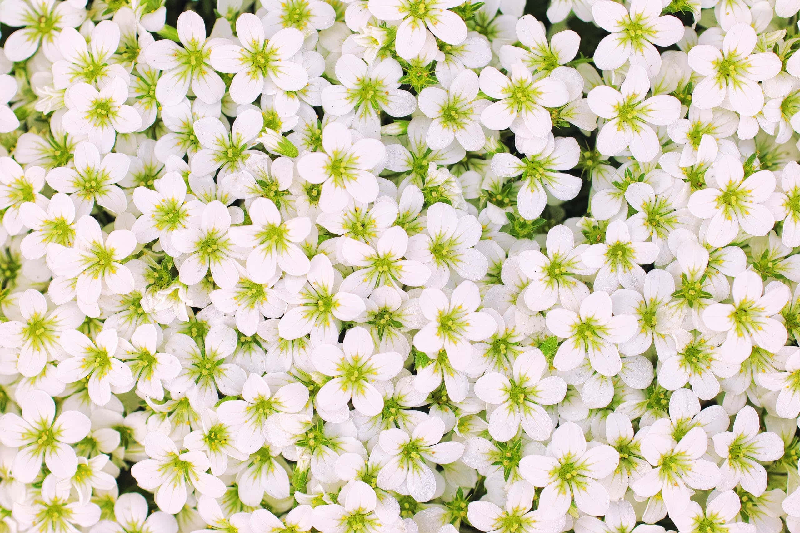 White Flowers 桌布 壁紙 — 一片密密麻麻的白色小花，帶有淡綠色花心，在柔和自然光中綻放。