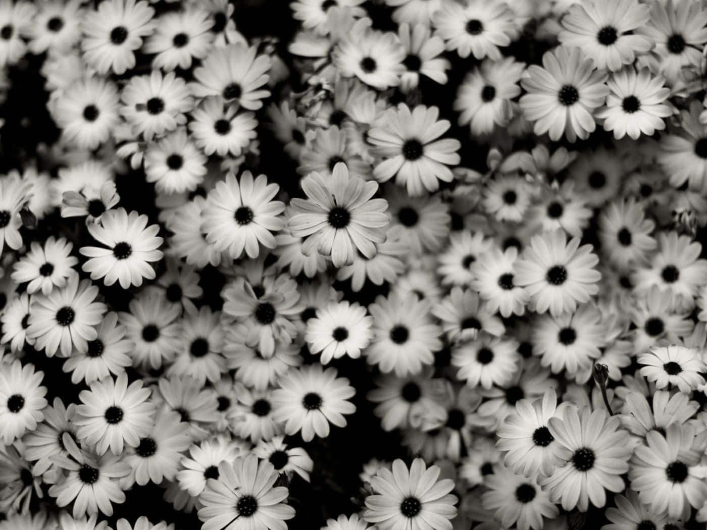 Black And White Flower 桌布 壁紙 — 一片密集的單色雛菊花田，帶有鮮明的黑色花心和柔軟的白色花瓣，形成高對比度的花卉掛毯。