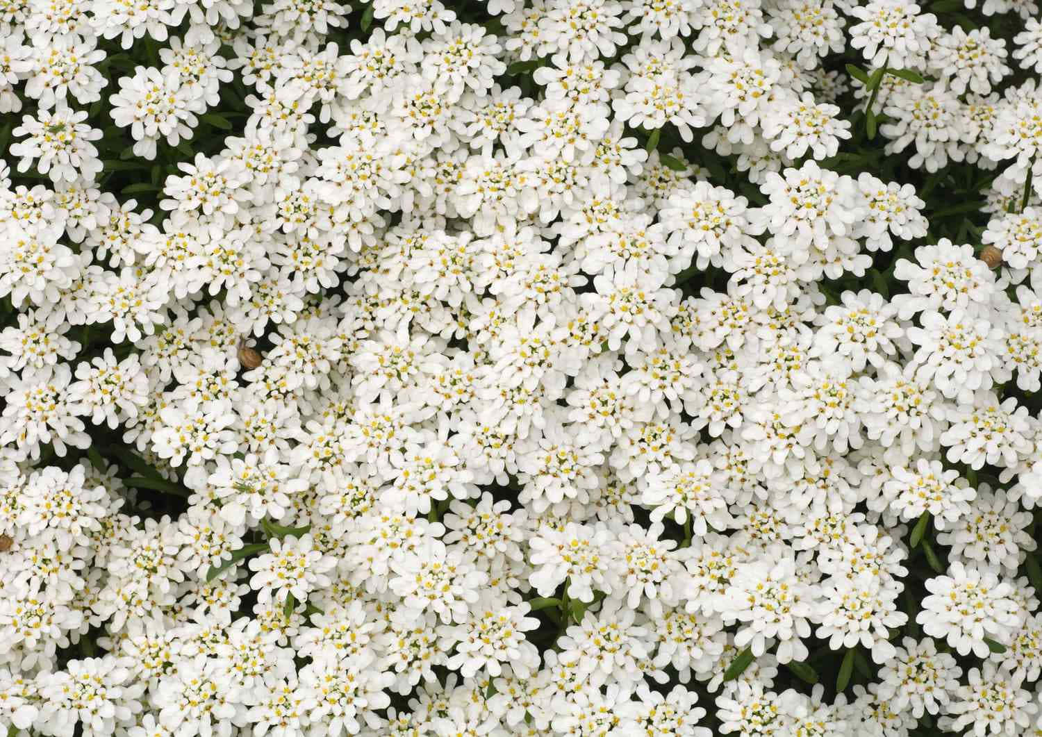 White Flowers 桌布 壁紙 — 一片密集的小白花，帶有黃色花心，在柔和自然光中盛開。