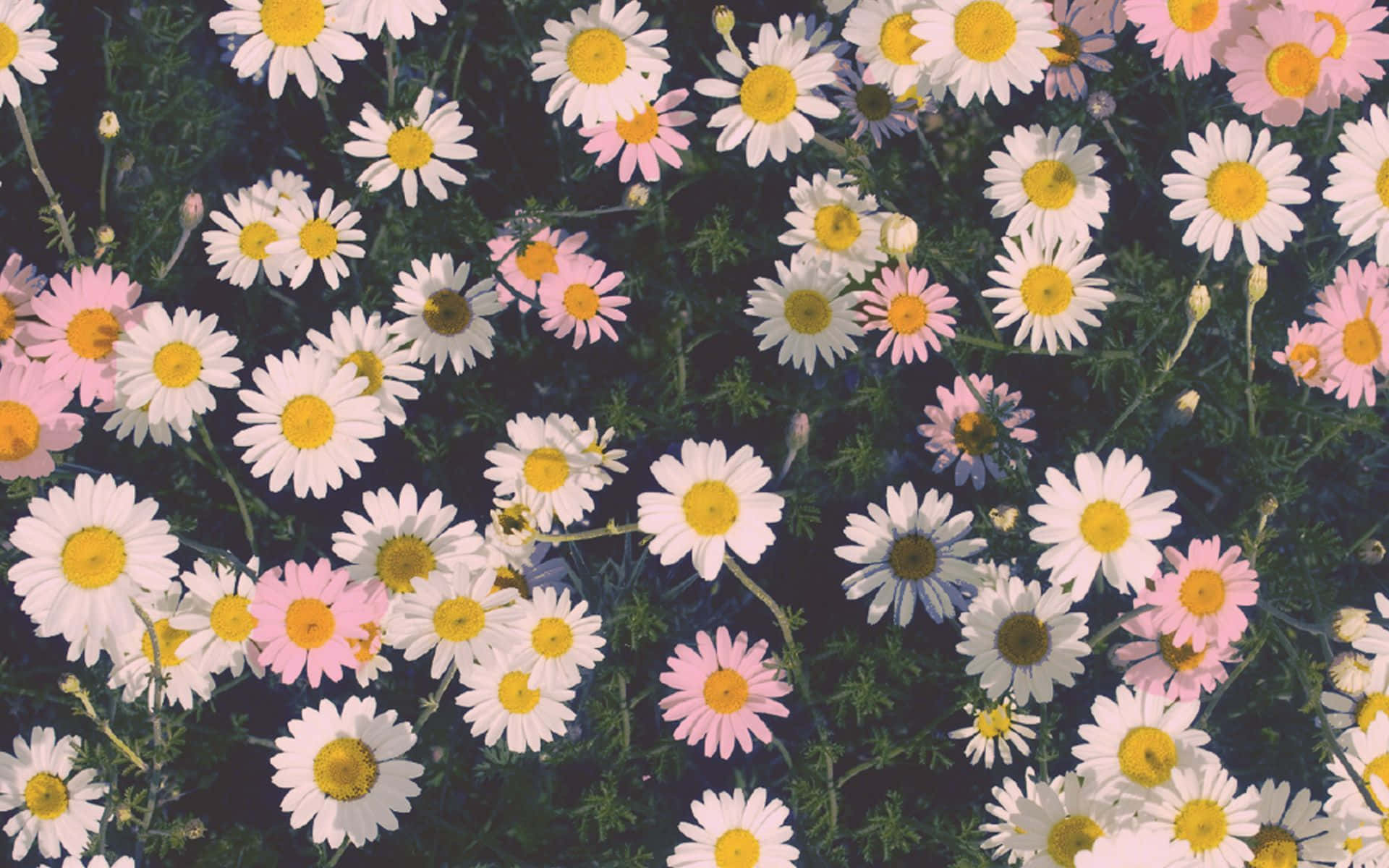 Tumblr Flower 桌布 壁紙 — 一片密集的白色和粉紅色雛菊，黃色花心，在深綠色葉子襯托下盛開。