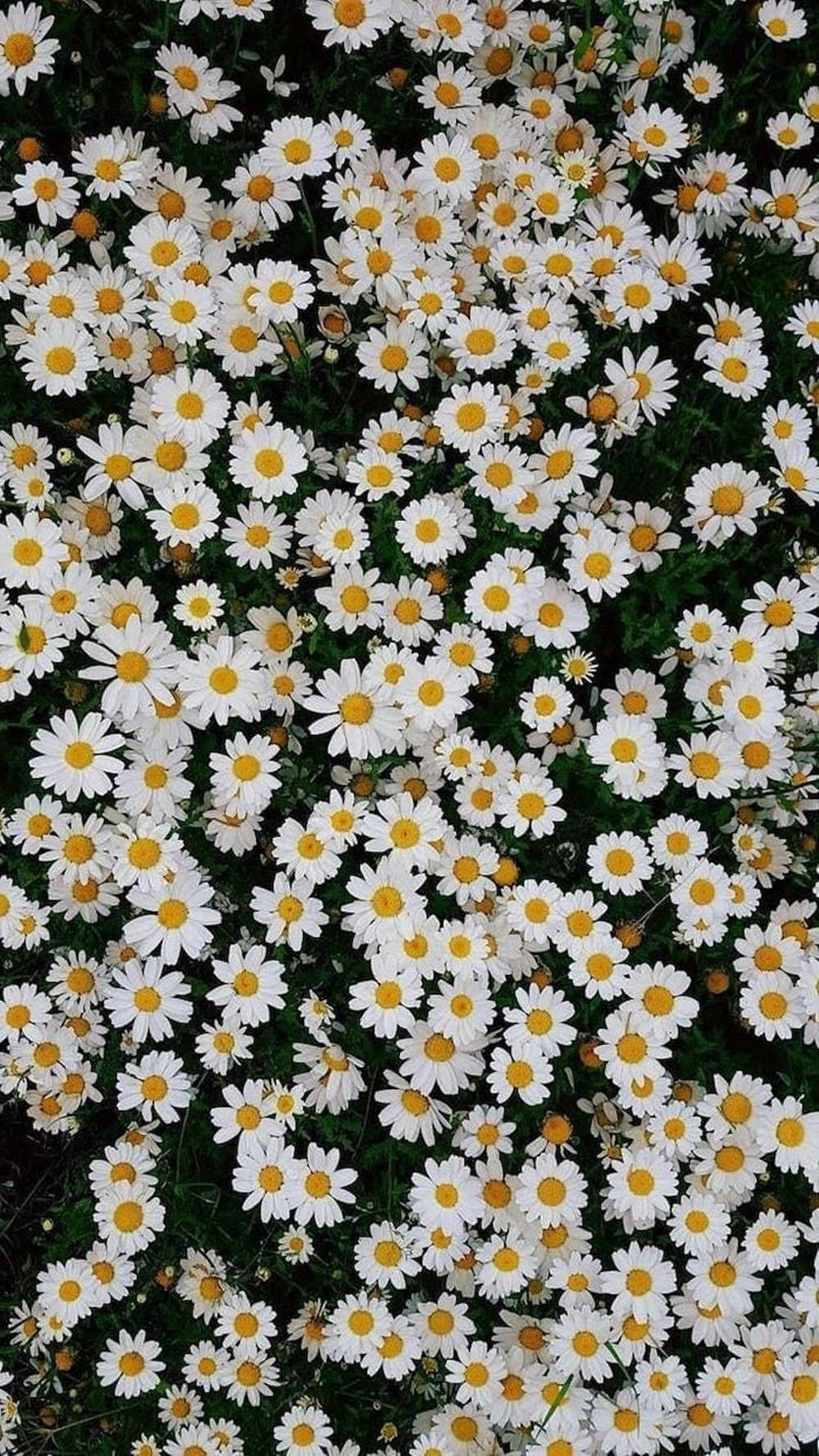雛菊 桌布 壁紙 — 一片密集的白色雛菊，黃色花心，在深綠色葉片中盛開，形成充滿活力的自然地毯。