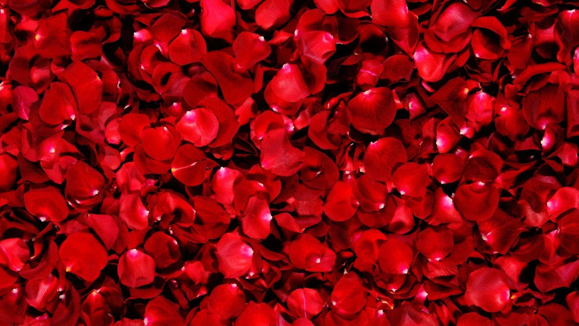Rose Petal 桌布 壁紙 — 一片密集的鮮紅玫瑰花瓣地毯在柔和光線下閃閃發光，營造出浪漫而奢華的質感。