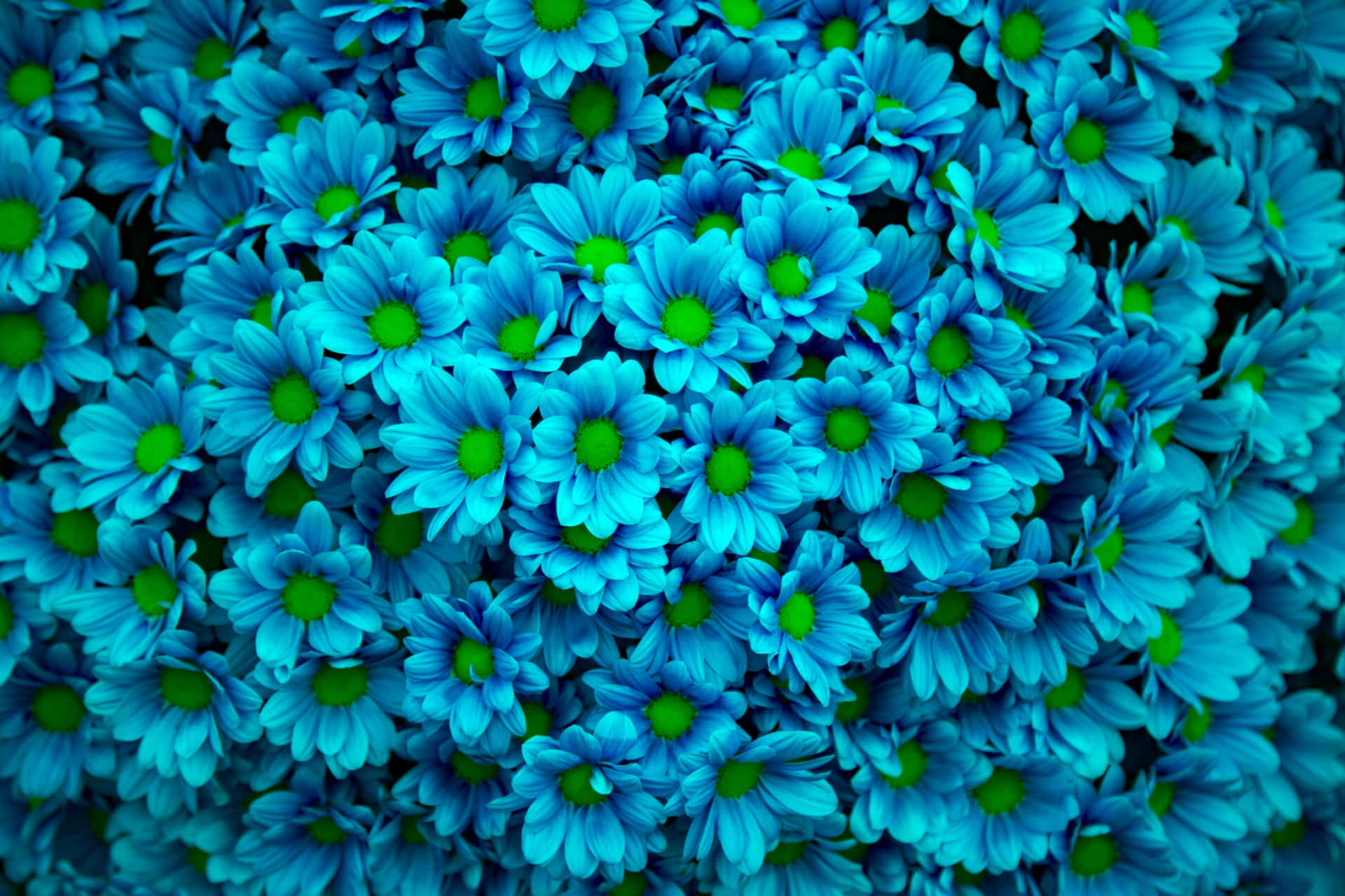 Pretty Flower 桌布 壁紙 — 一片密集的鮮藍色雛菊，帶有亮綠色花心，形成大膽的花卉圖案。