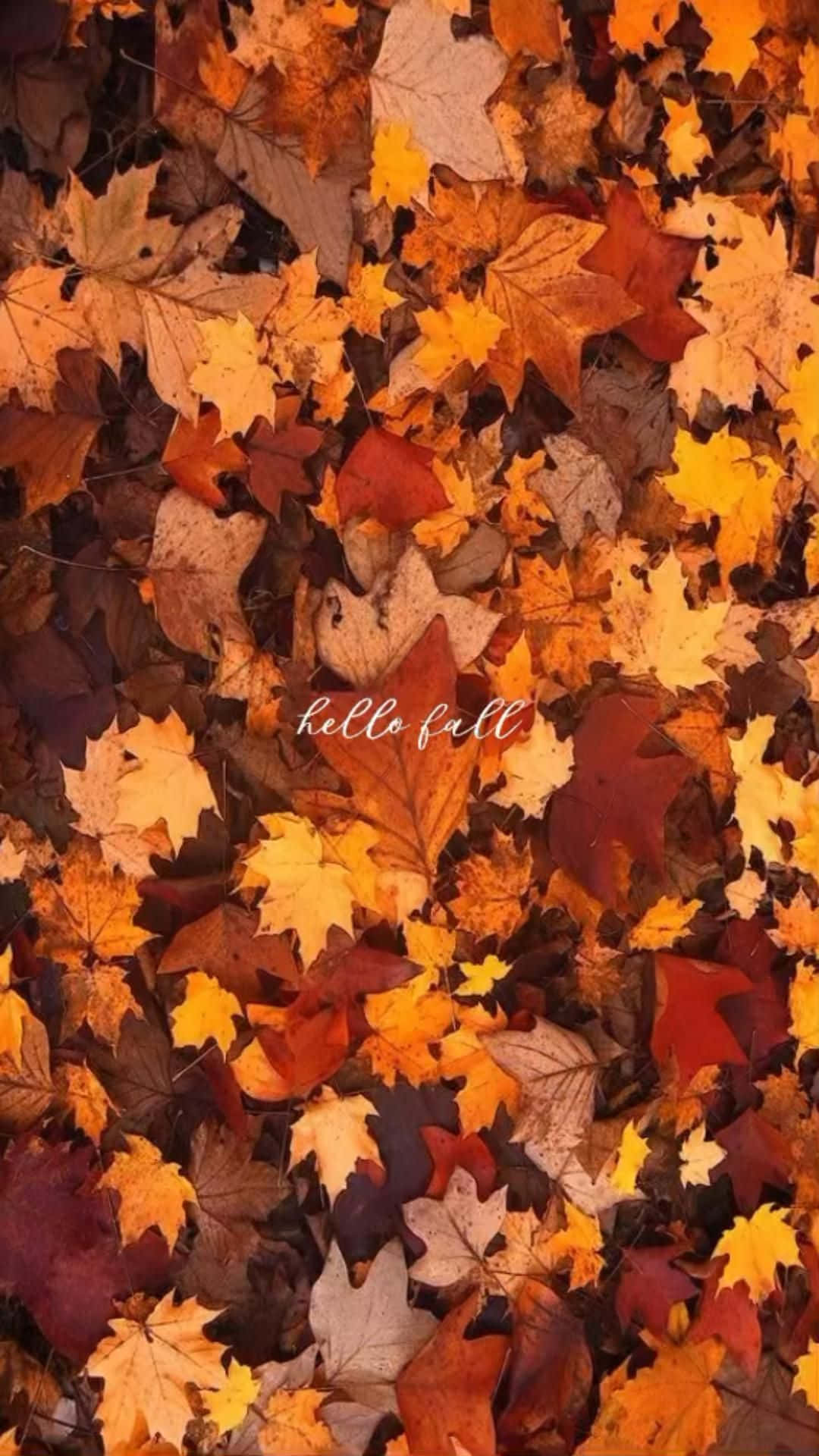 First Day Of Fall 桌布 壁紙 — 一片密集的鮮豔秋楓葉，呈現橙色、紅色和金色色調，中央有hello fall文字。