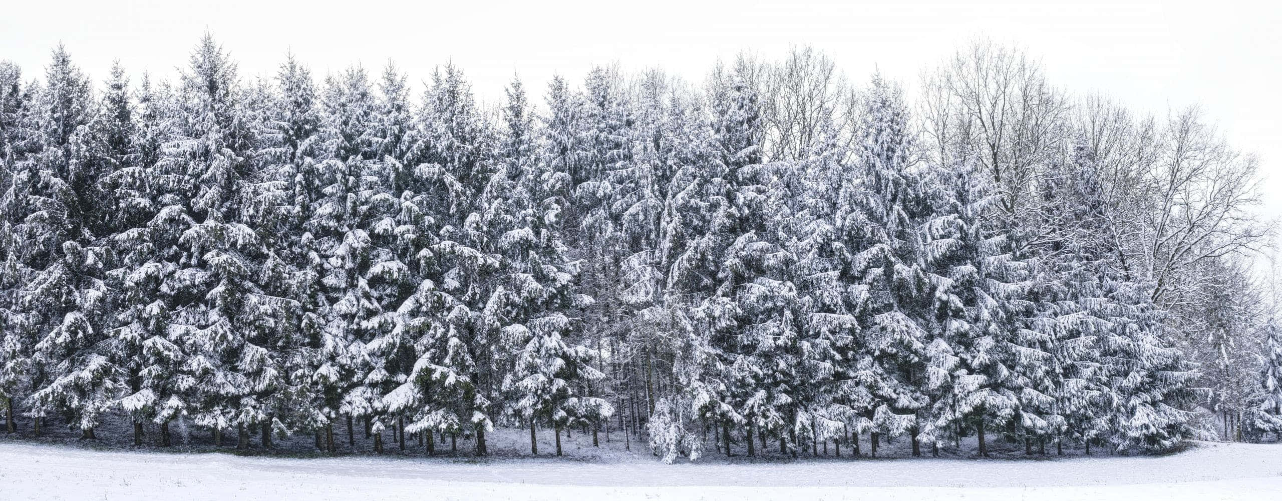 Snow Trees 桌布 壁紙 — 一片寧靜的冬季森林，積雪覆蓋的常青樹在蒼白的天空下高高聳立。