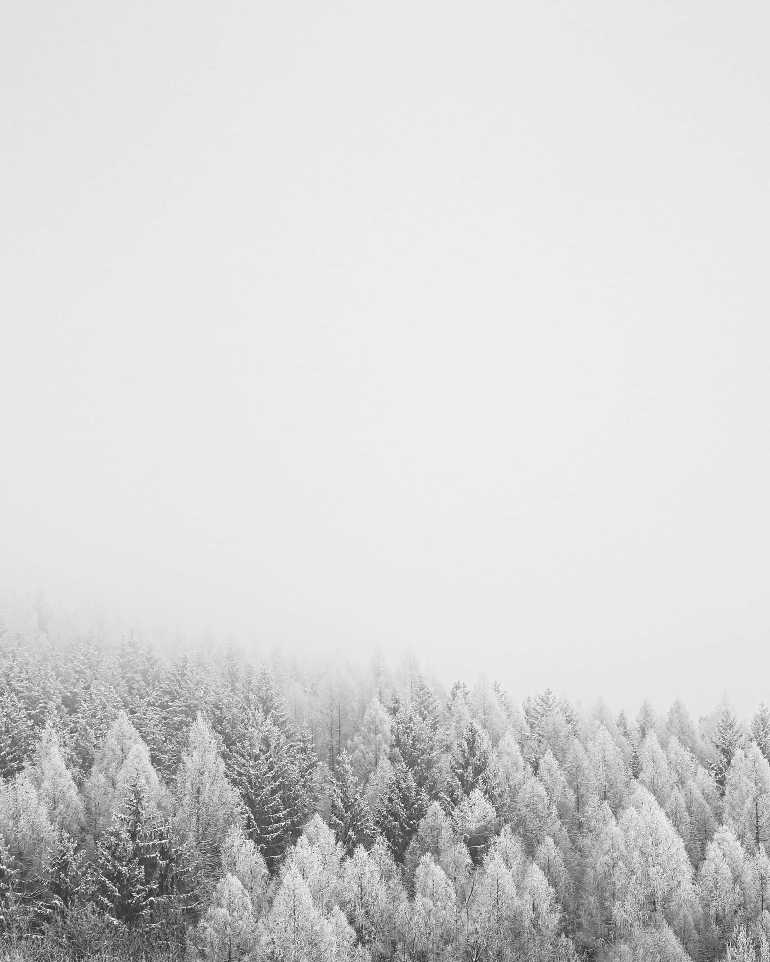 寒冷 桌布 壁紙 — 一片寧靜的冬日森林，白雪覆蓋的常青樹在陰天籠罩下逐漸消失在霧氣中。