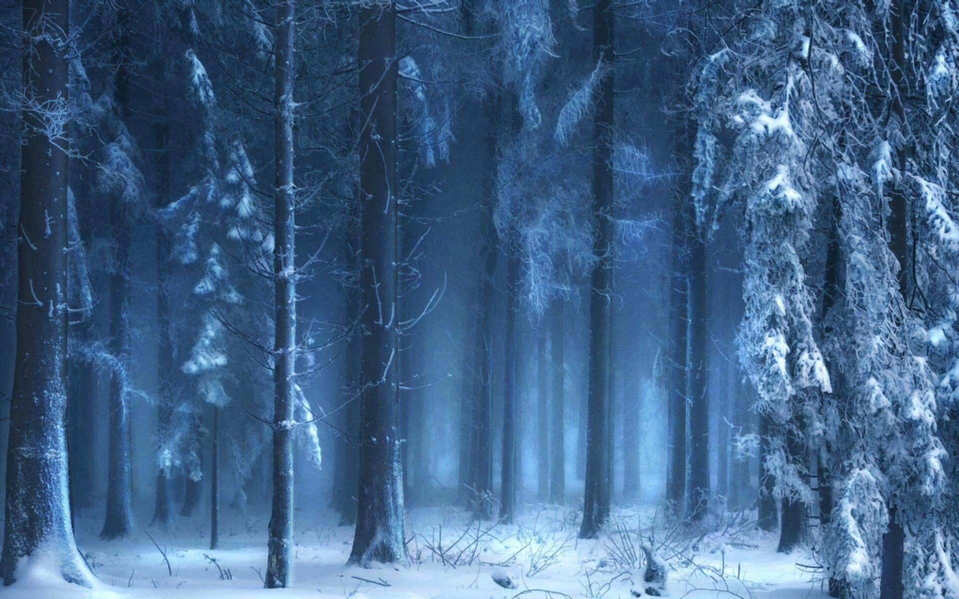Winter Forest 桌布 壁紙 — 一片寧靜的冬日森林，白雪覆蓋的樹木在柔和的藍色暮光薄霧中閃耀。