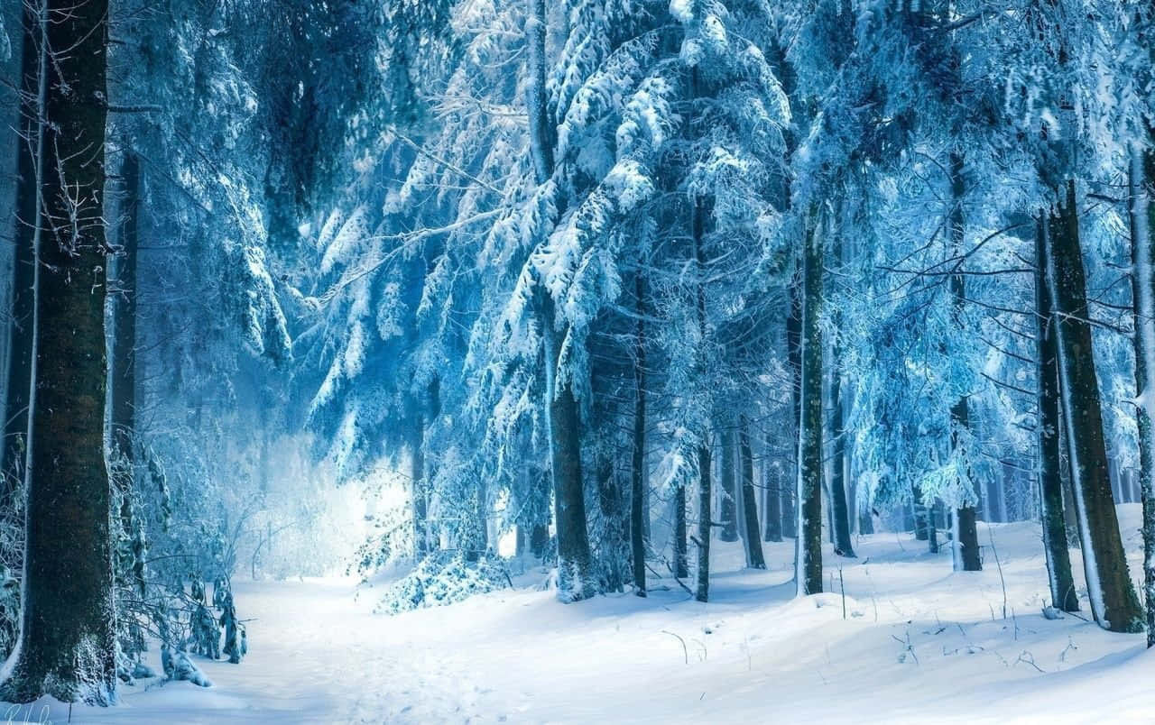 Winter Blues 桌布 壁紙 — 一片寧靜的冬日森林，雪覆蓋的常綠樹在柔和的藍光下。