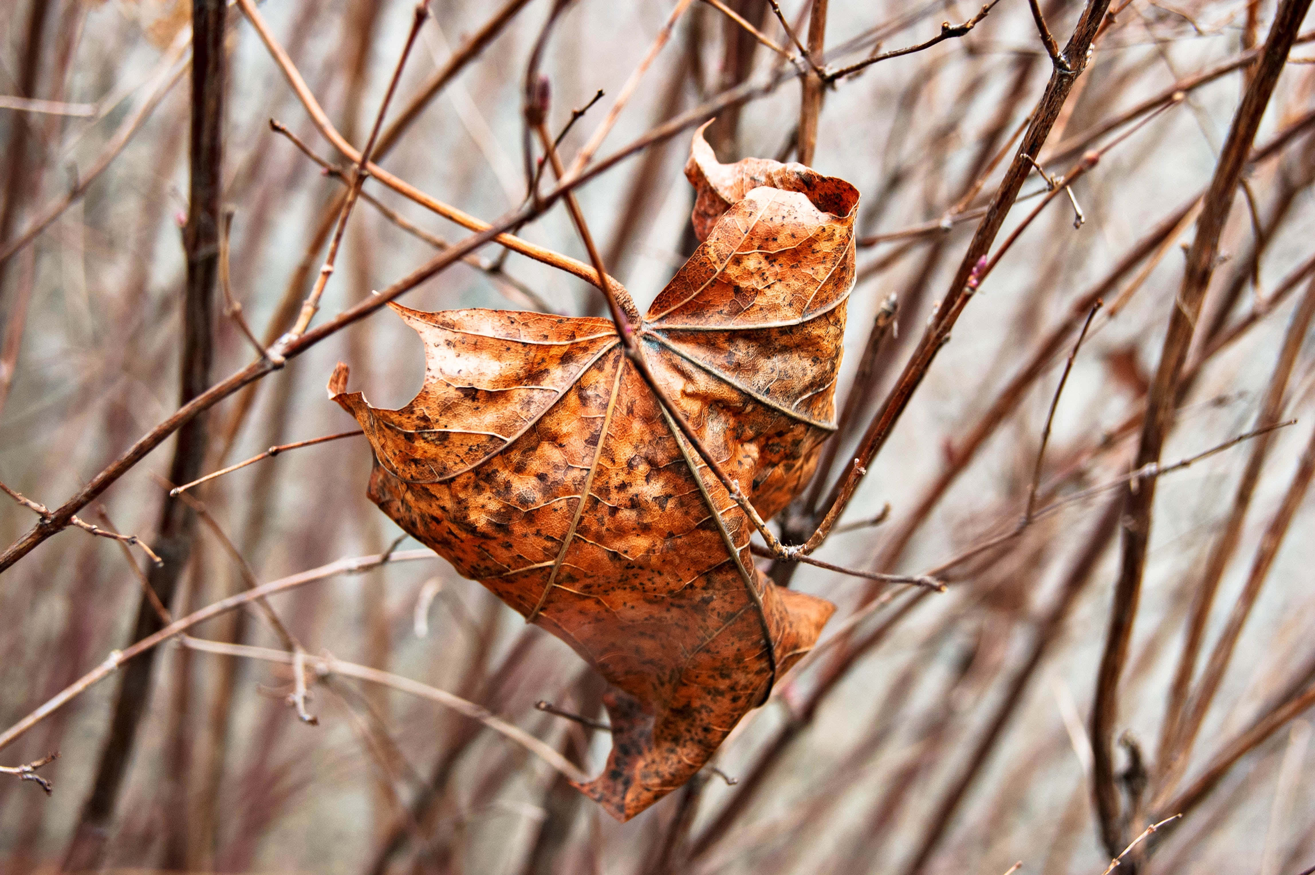 Brown Leaves 桌布 壁紙 — 一片帶有孔洞和斑點的棕色楓葉緊貼在光禿禿的樹枝上，背景柔和模糊。