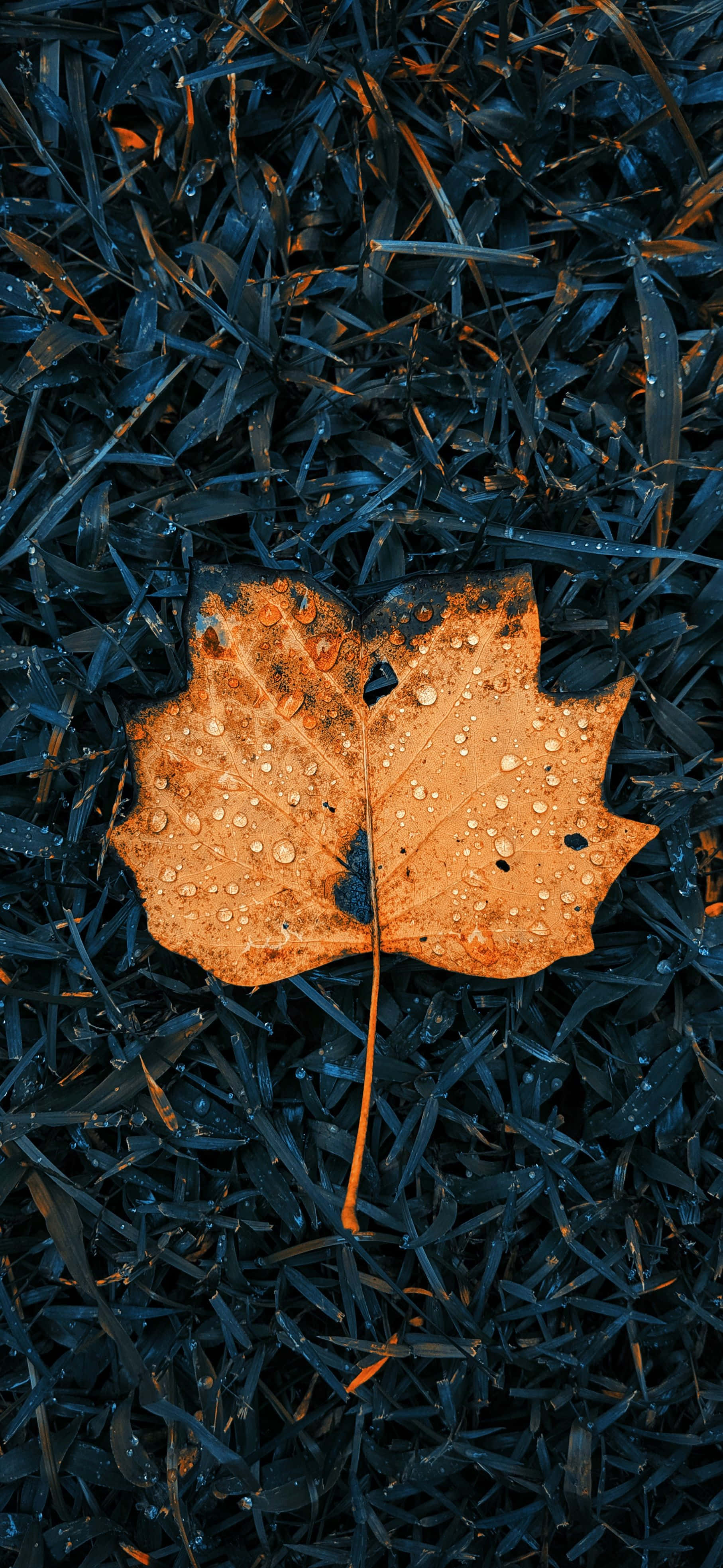 Fallen Leaves 桌布 壁紙 — 一片帶有水珠的橙色楓葉，在柔和光線下靜靜躺在深藍色的草葉上。