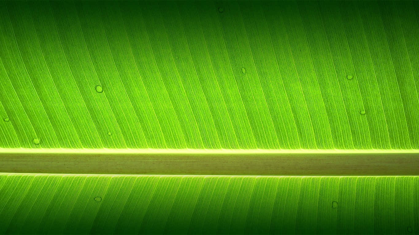 一片帶有水珠的綠色香蕉葉