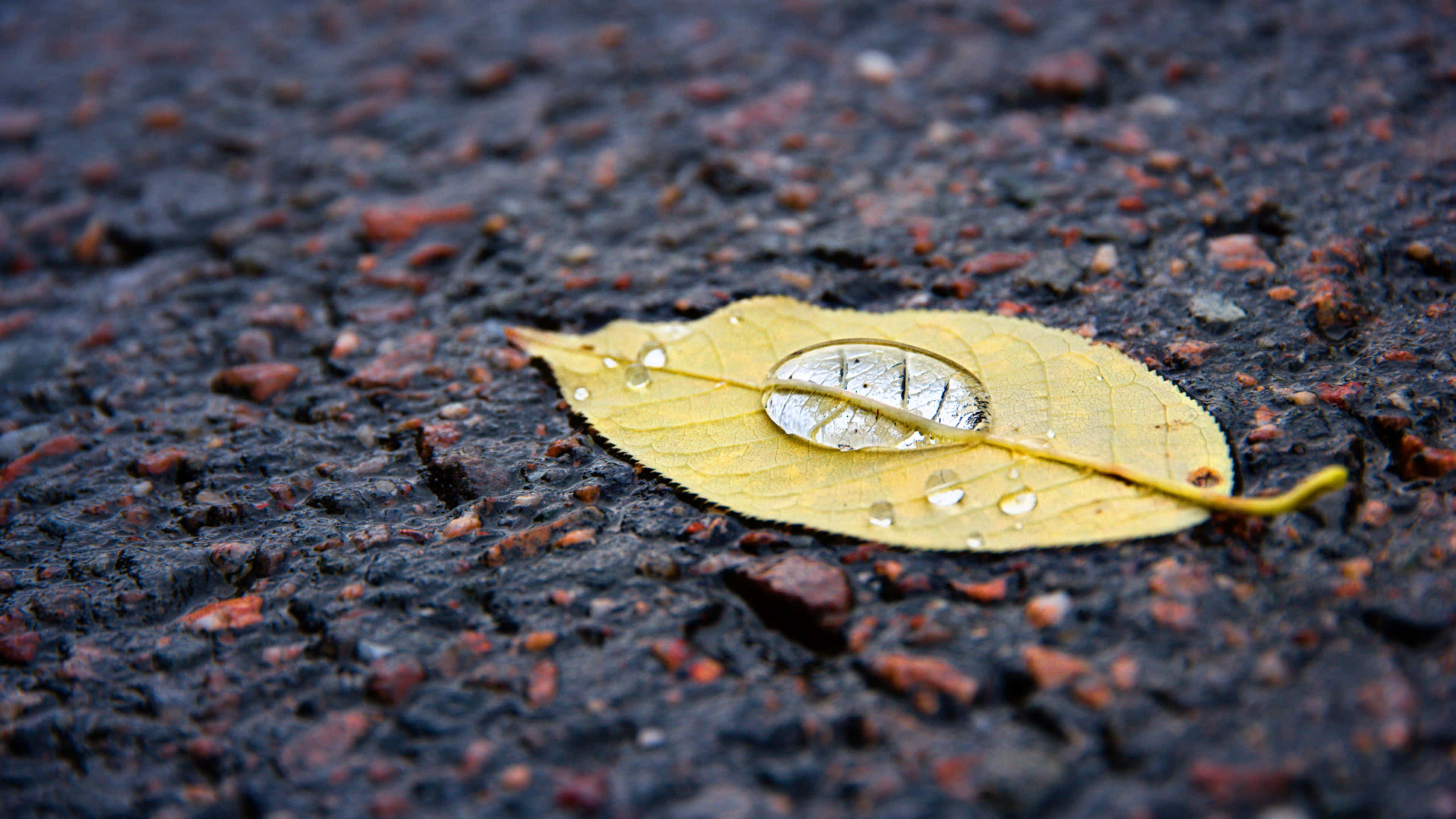 Fall Dew 桌布 壁紙 — 一片帶有水珠的黃葉落在深色紋理的路面上，映照著天空。
