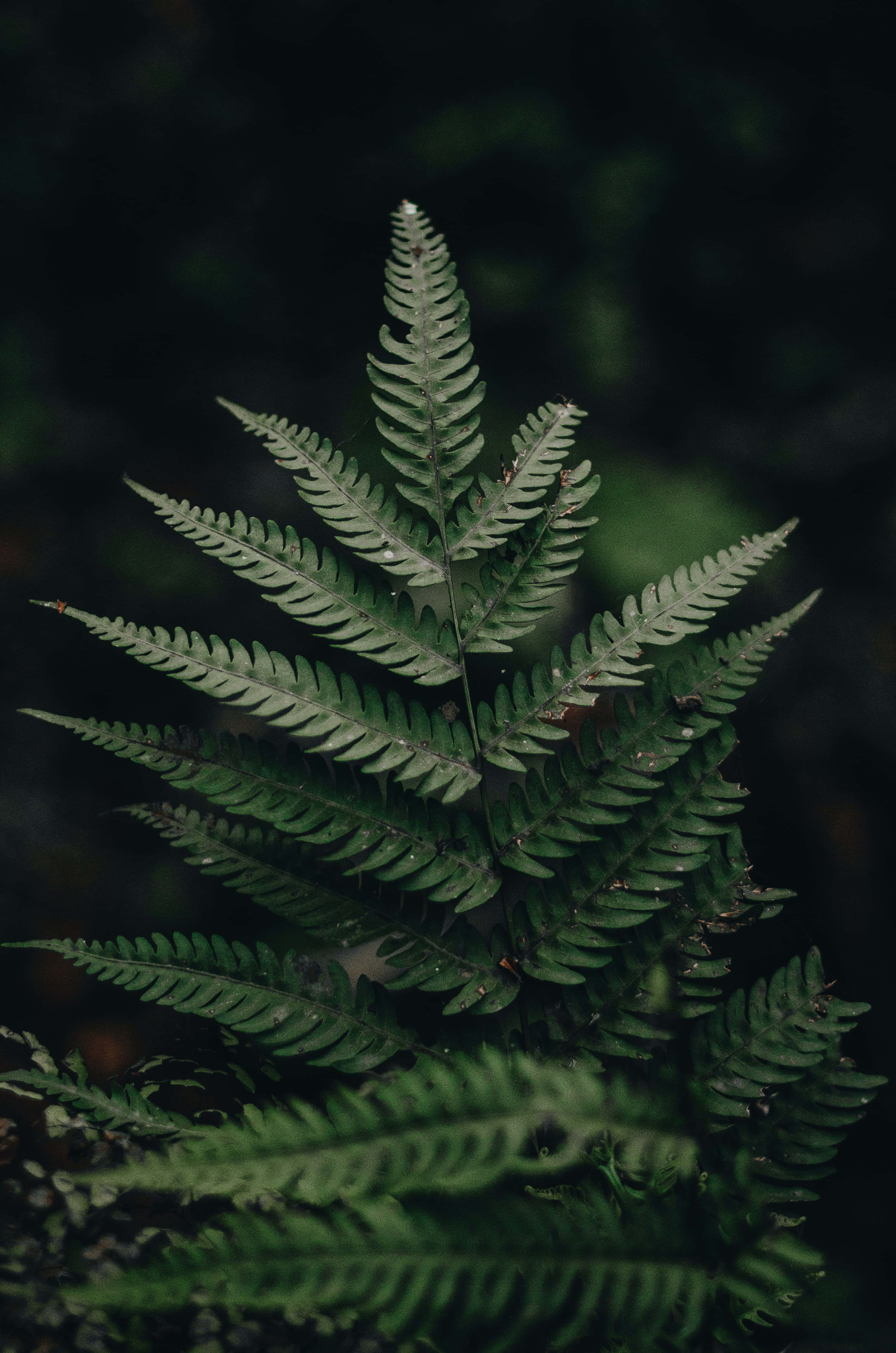 Green Fern 桌布 壁紙 — 一片帶有複雜小葉的蕨葉在黑暗模糊的森林背景下脫穎而出。