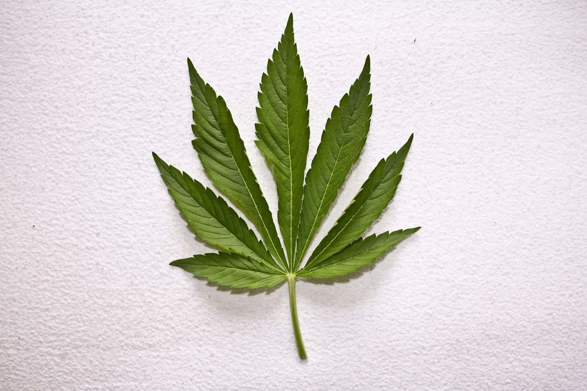 大麻 桌布 壁紙 — 一片帶有鋸齒邊緣的鮮綠色大麻葉，平放在有紋理的白色表面上。
