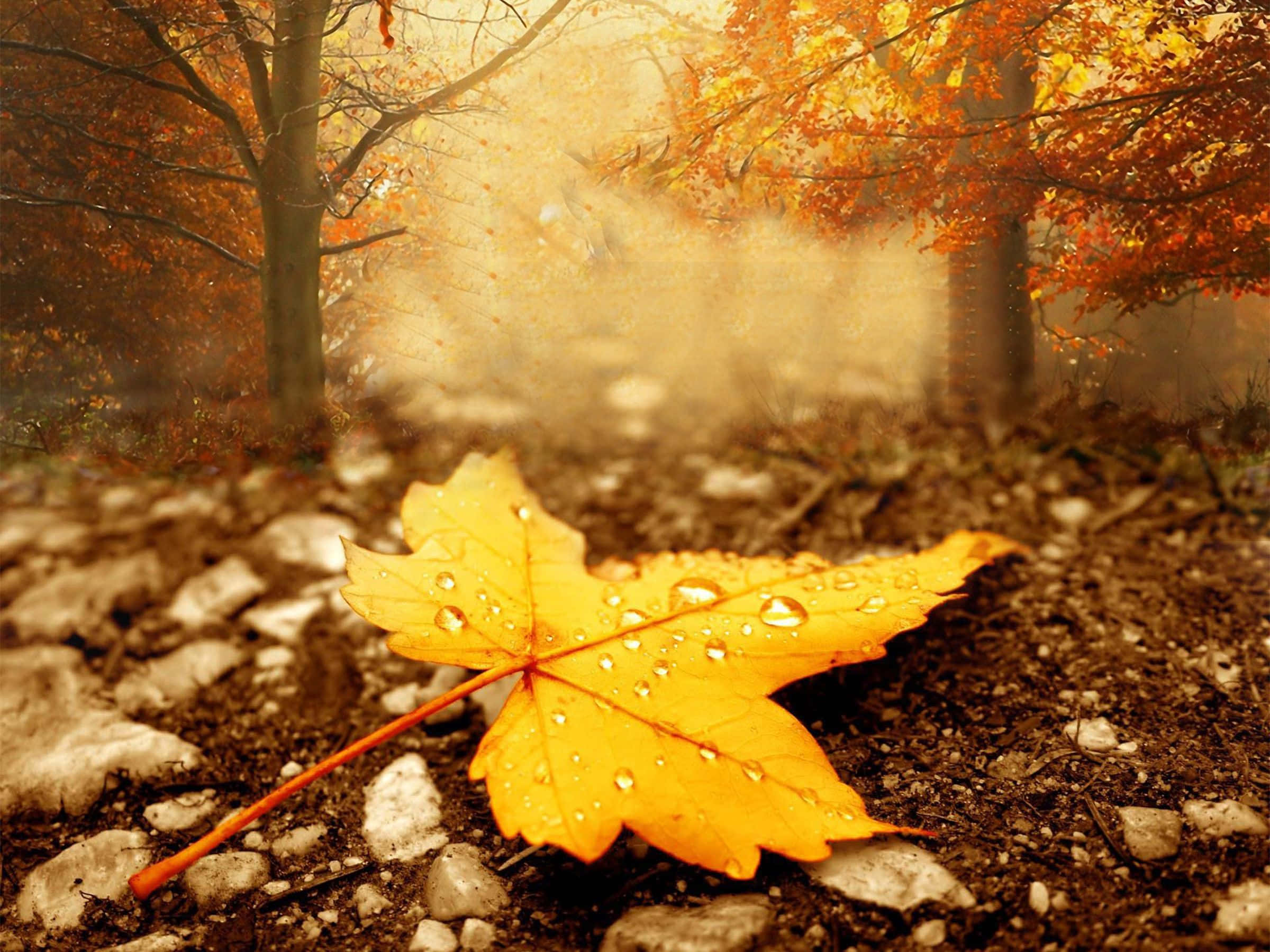 Autumn Season 桌布 壁紙 — 一片帶露水的楓葉躺在岩石森林地面上，金色秋光透過霧氣瀰漫的樹木灑落。