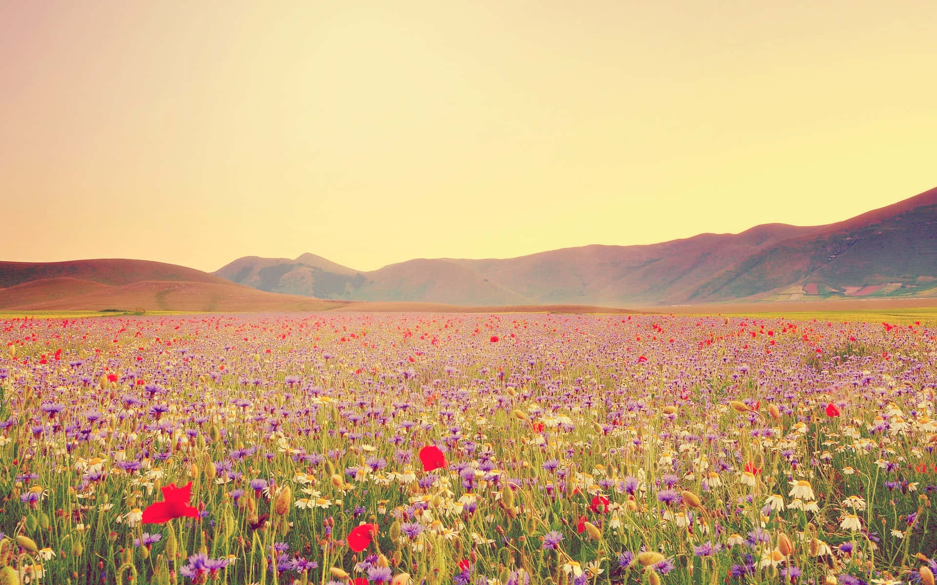Wild Flower In Meadows 桌布 壁紙 — 一片廣闊的紅色罌粟花和紫色野花田，在溫暖的金色夕陽天空下，延伸至起伏的丘陵。