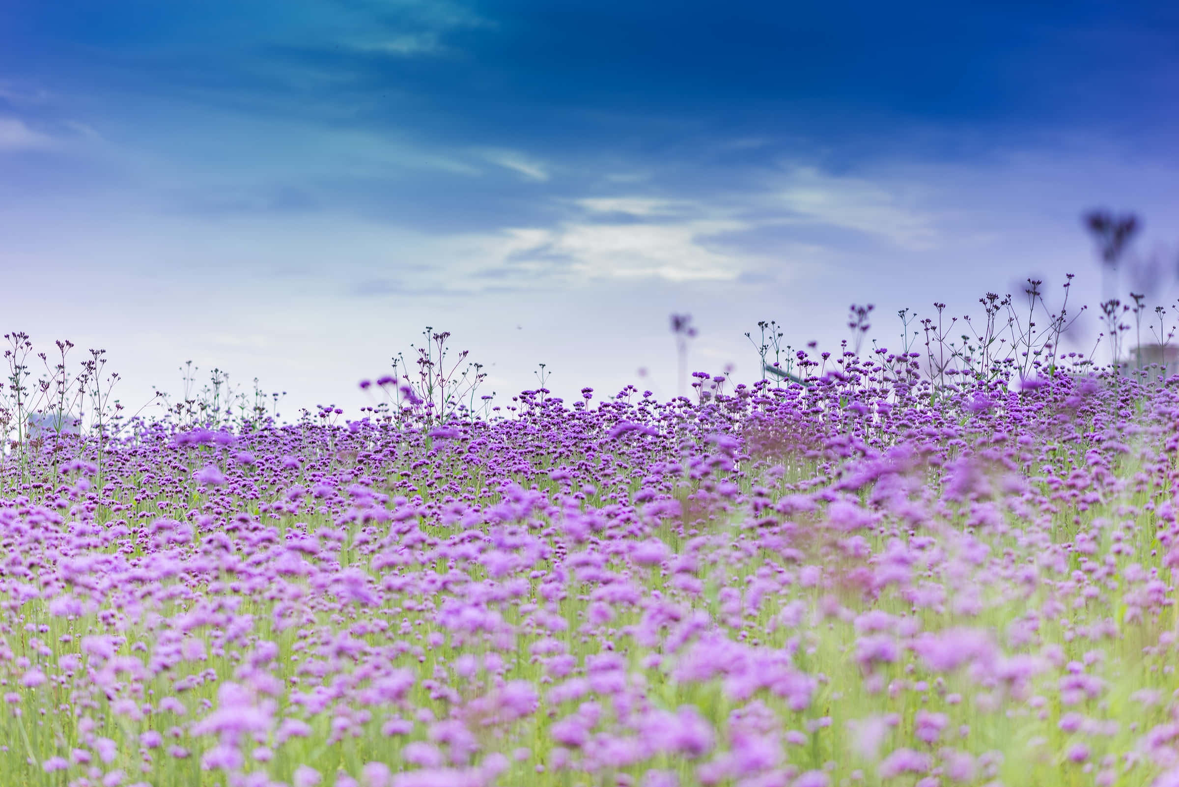 Spring Fields 桌布 壁紙 — 一片廣闊的紫色花田在明亮藍天和輕柔白雲下輕輕搖曳。