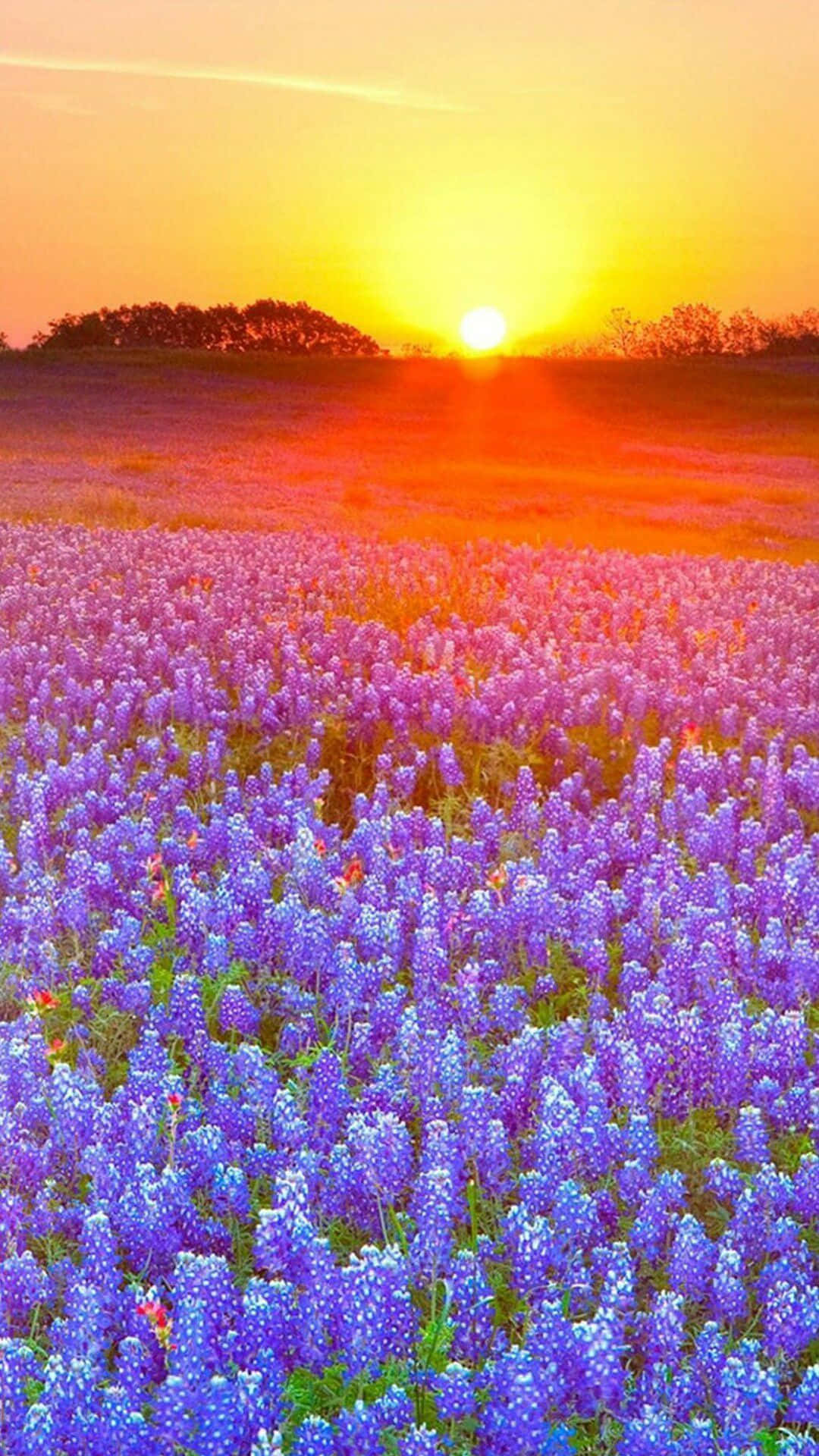 Spring Sunset 桌布 壁紙 — 一片廣闊的紫色野花田，沐浴在夕陽越過遠處樹線的溫暖金色光芒中。
