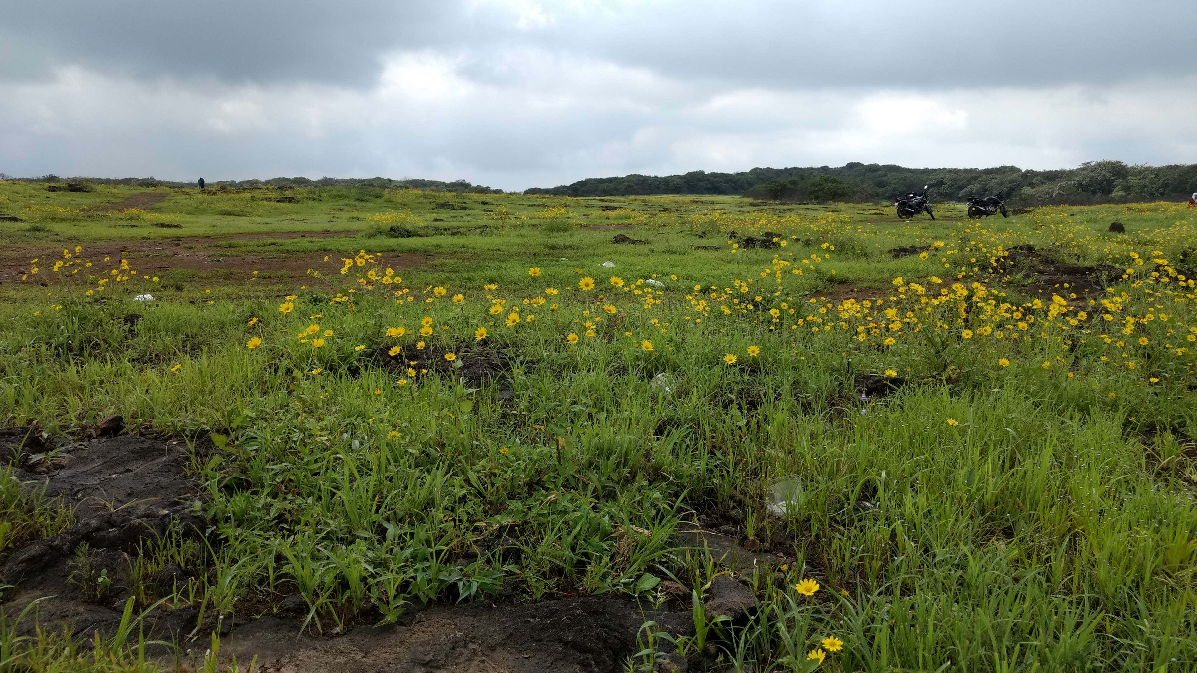 Wild Flower In Meadows 桌布 壁紙 — 一片廣闊的綠色田野，點綴著黃色野花，天空多雲，地平線遠處停著電單車。