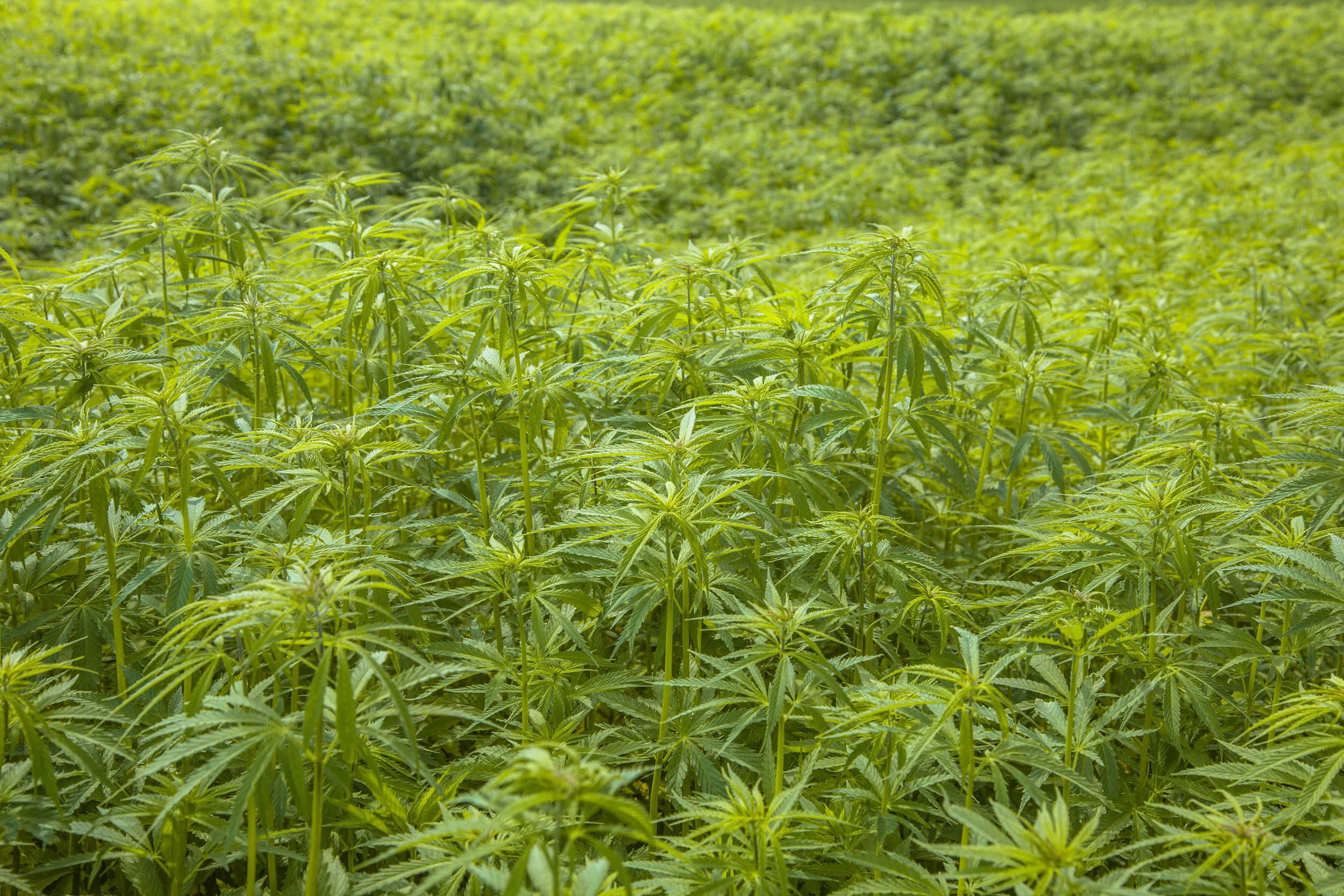 大麻 桌布 壁紙 — 一片廣闊的茂盛綠色大麻植物田，在明亮的日光下輕輕搖曳。