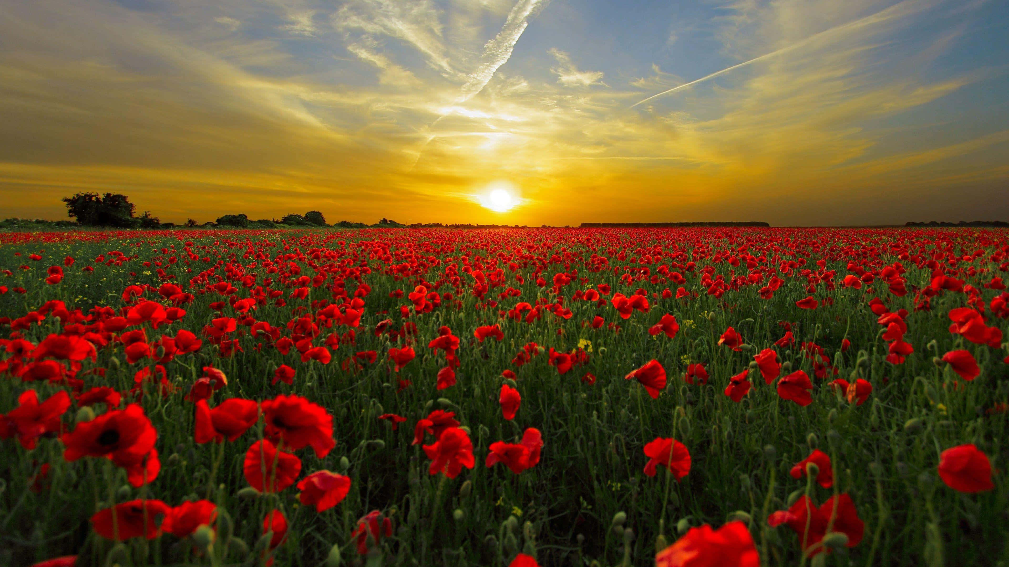 Poppy Field 桌布 壁紙 — 一片廣闊的鮮紅色罌粟花田，在金色夕陽天空下延伸，天空中有縷縷雲彩和遠處的樹木。