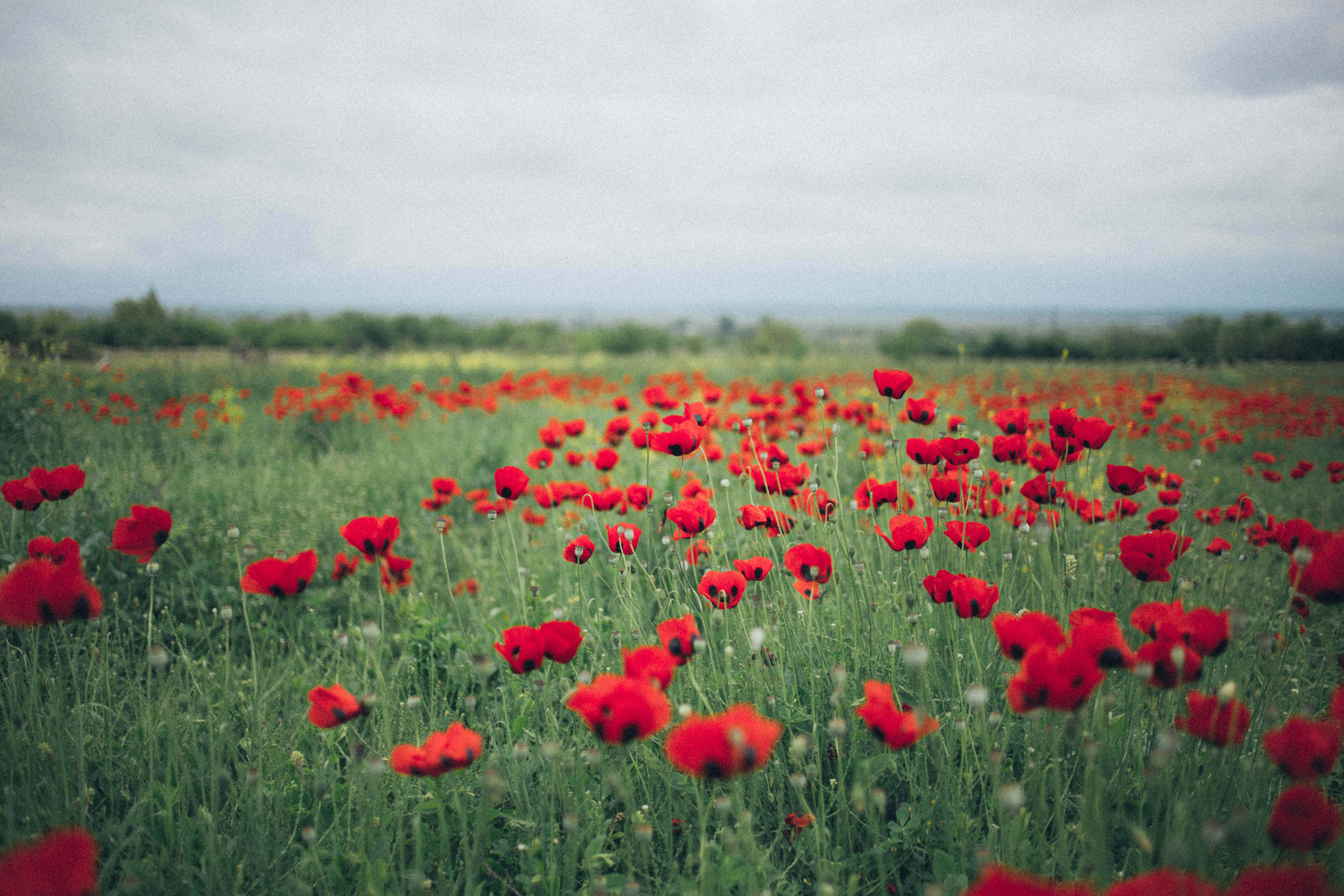 Poppy Field 桌布 壁紙 — 一片廣闊的鮮紅色罌粟花田，在陰天之下，於柔軟的綠草中輕輕搖曳。