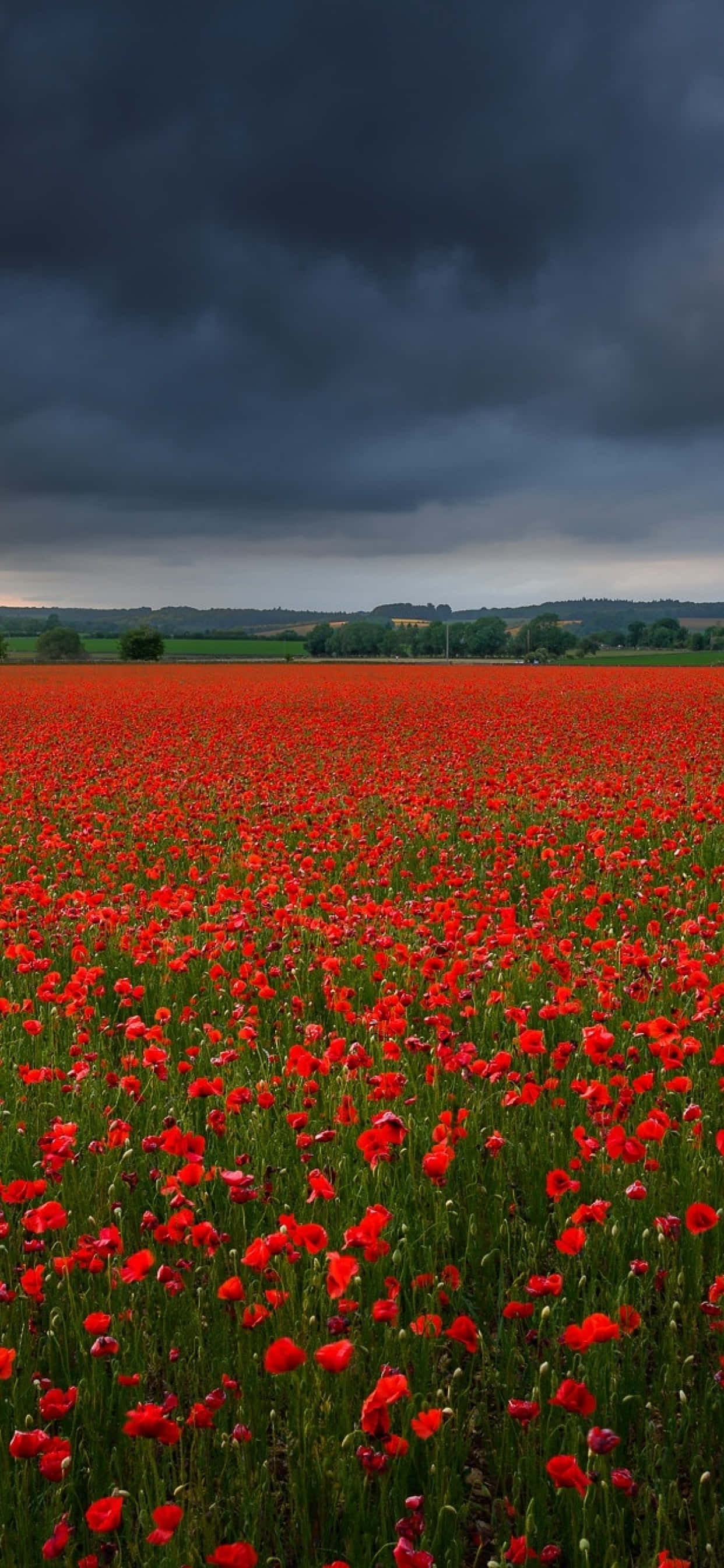 Poppy Field 桌布 壁紙 — 一片廣闊的鮮紅色罌粟花田，在陰暗的暴風雲天空下延伸。