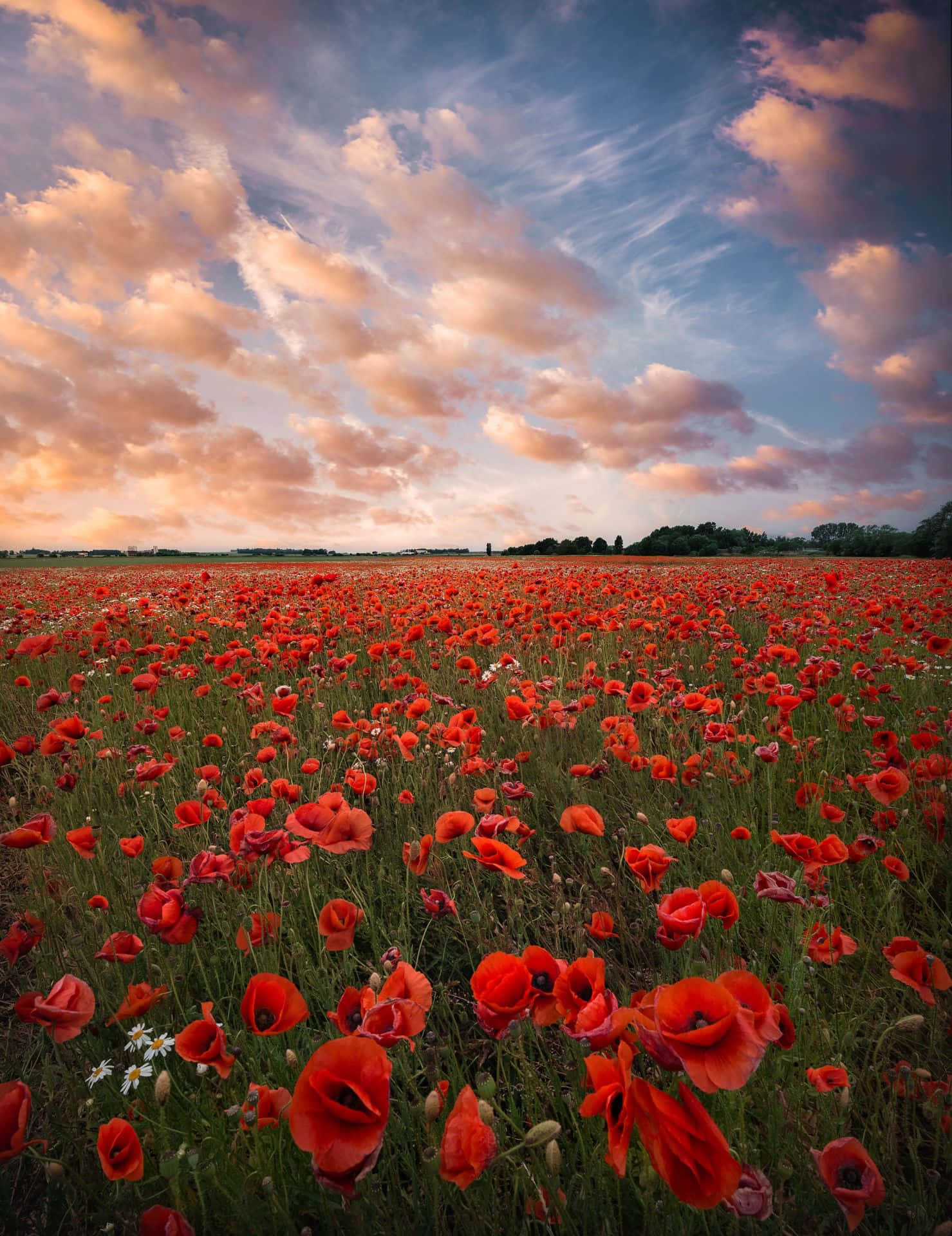 Poppy Field 桌布 壁紙 — 一片廣闊的鮮紅色罌粟花田在日落時分戲劇性的天空下搖曳，天空塗滿了柔和的粉紅色和藍色雲彩。