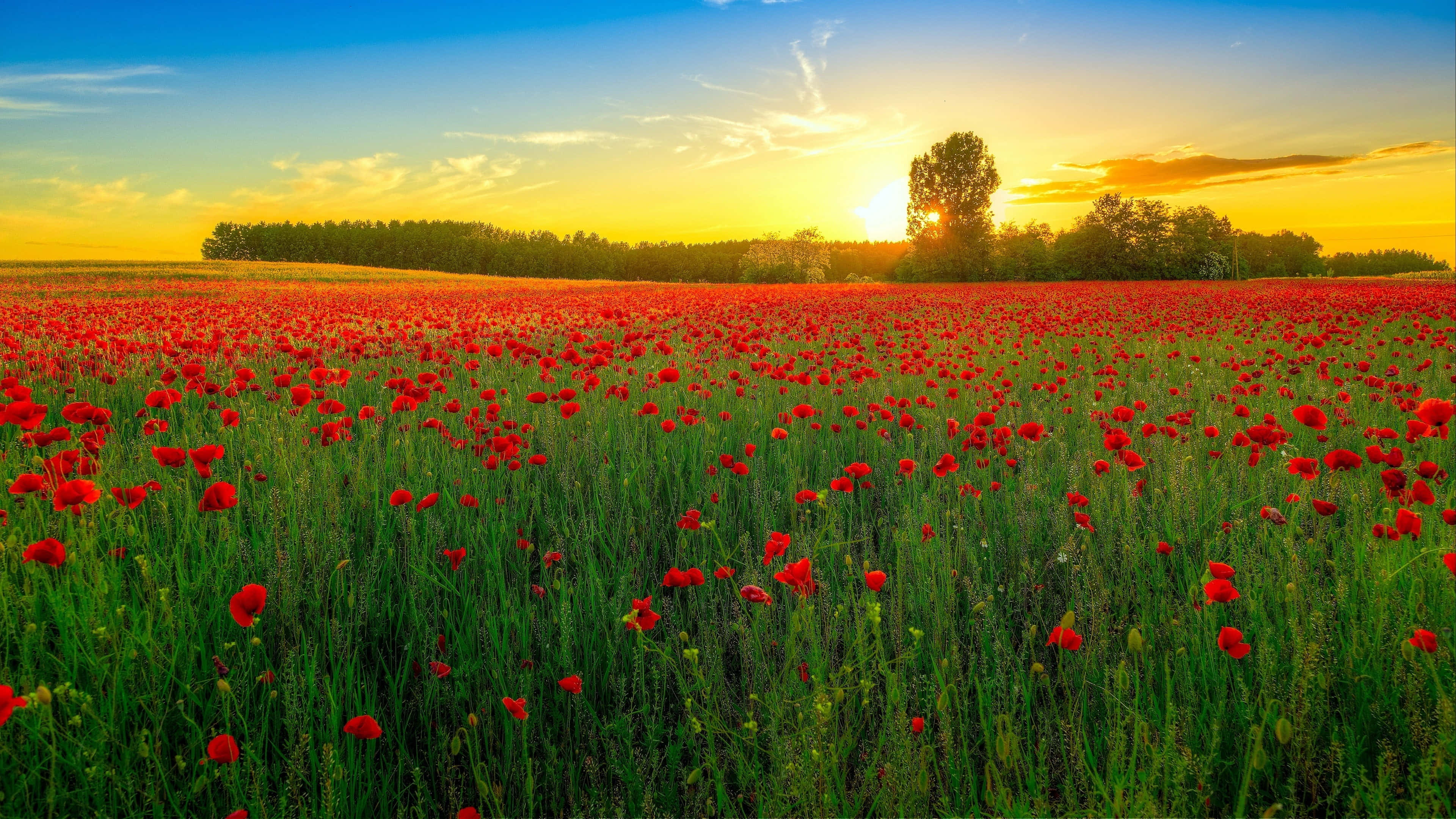 Poppy Field 桌布 壁紙 — 一片廣闊的鮮紅色罌粟花田在金色夕陽天空下搖曳，地平線上一棵孤樹。