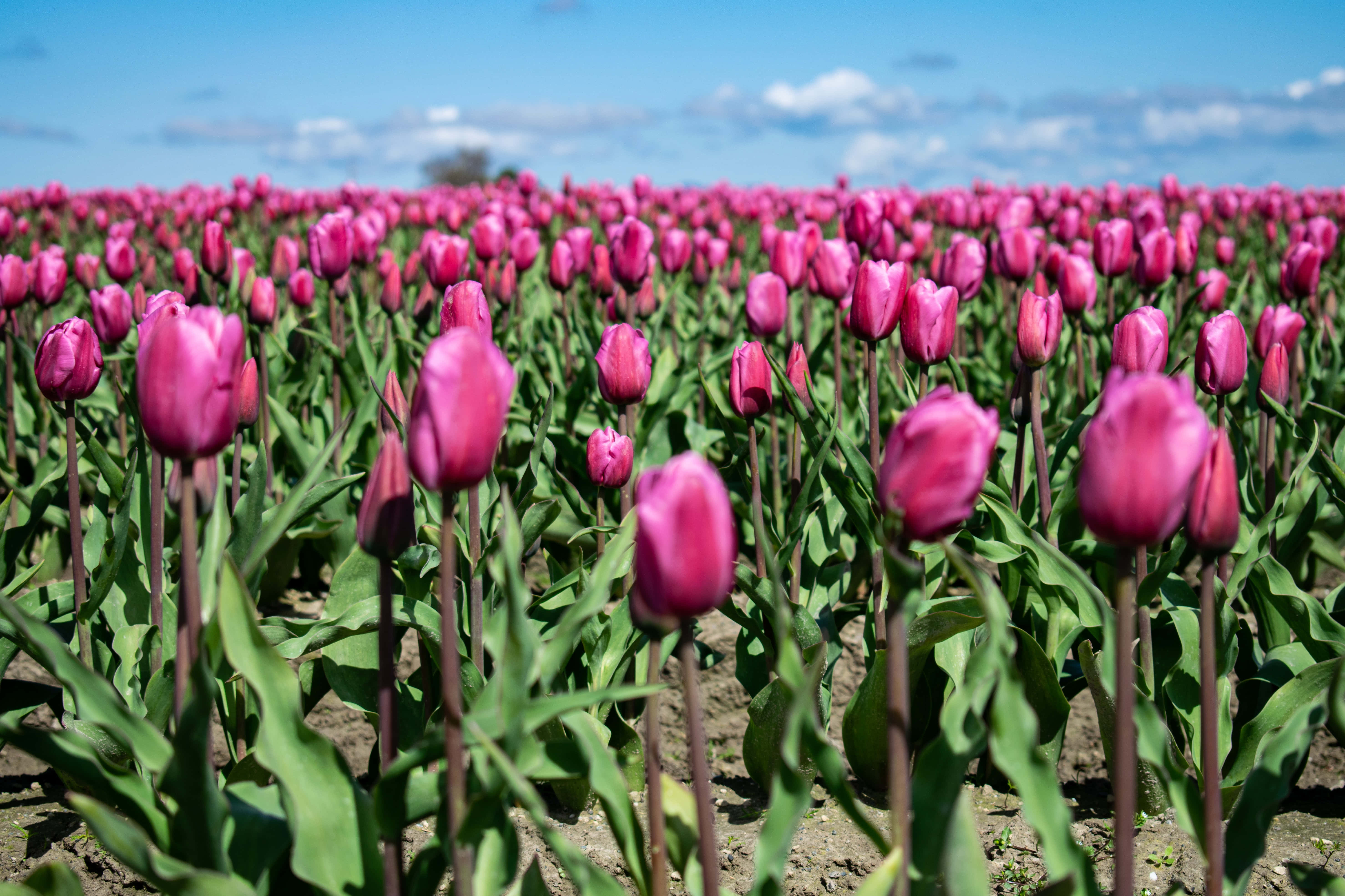 Tulip Field 桌布 壁紙 — 一片廣闊的鮮豔粉紅色鬱金香田，在晴朗的藍天和白雲下延伸。