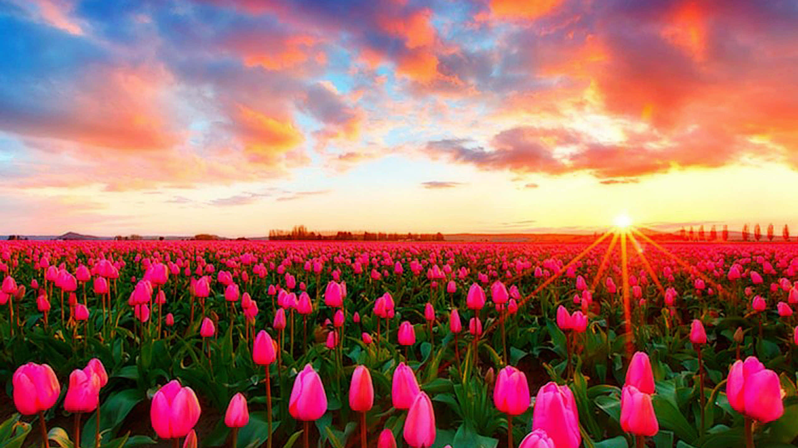 Tulip Field 桌布 壁紙 — 一片廣闊的鮮豔粉紅色鬱金香花田，在壯麗的日落天空下延伸，天空中有火橙色和深藍色的雲彩。