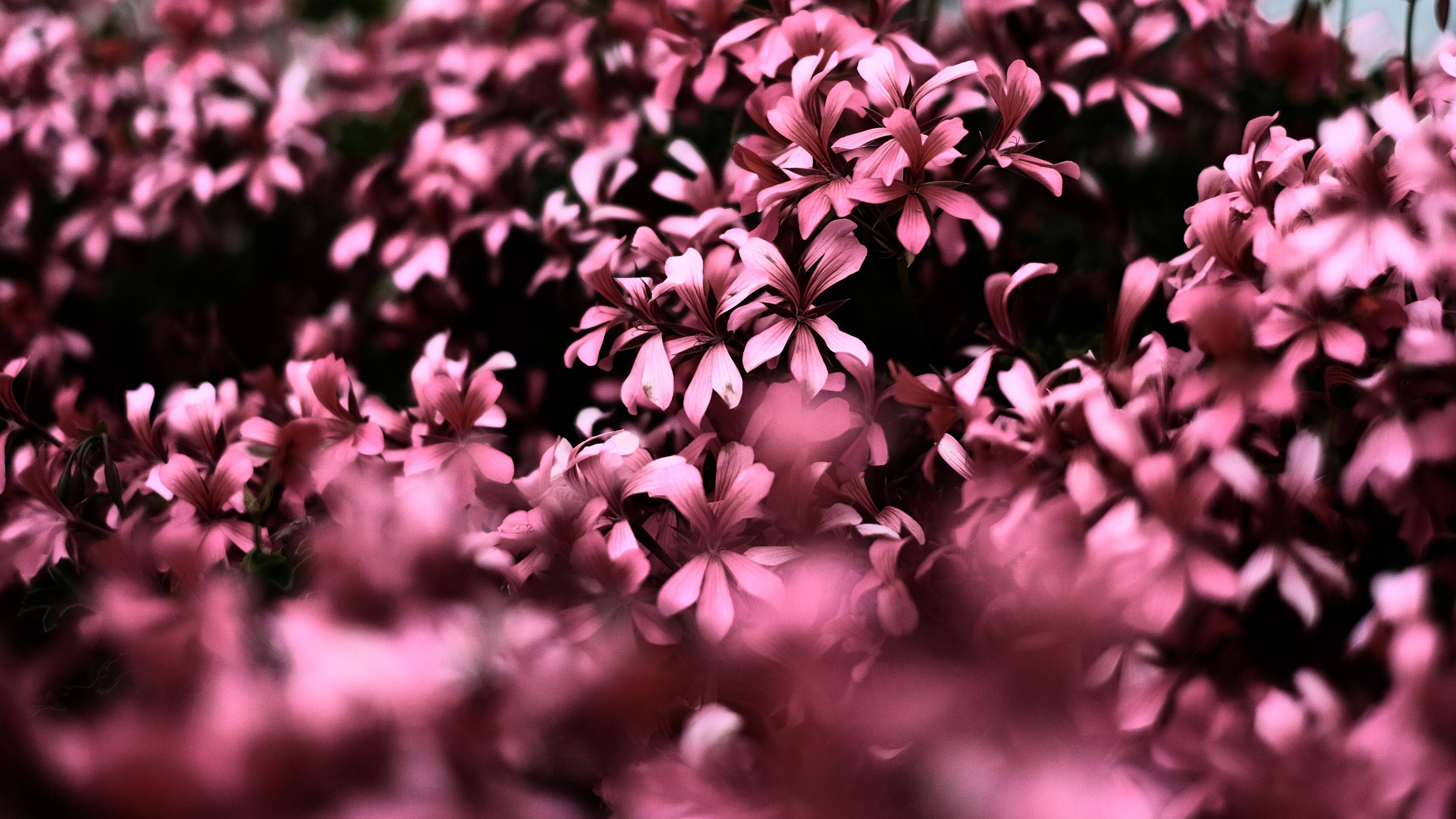 Flowers 桌布 壁紙 — 一片柔和焦點的鮮豔粉紅色花朵，前景模糊，背景深邃陰暗。