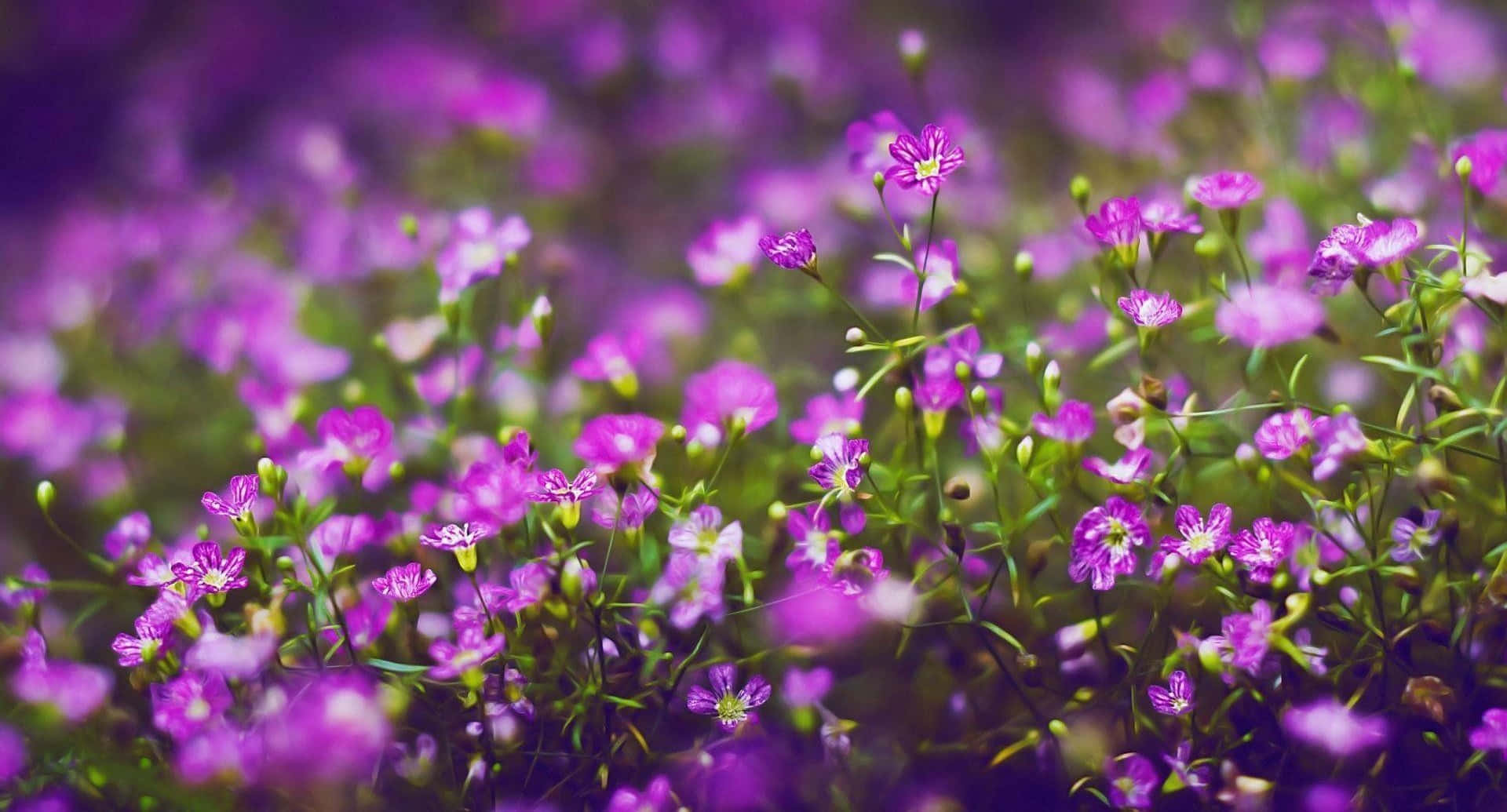 Purple Flowers 桌布 壁紙 — 一片柔和焦點的鮮豔紫色野花在陽光明媚的草地上輕輕搖曳，帶有模糊的綠色莖幹。