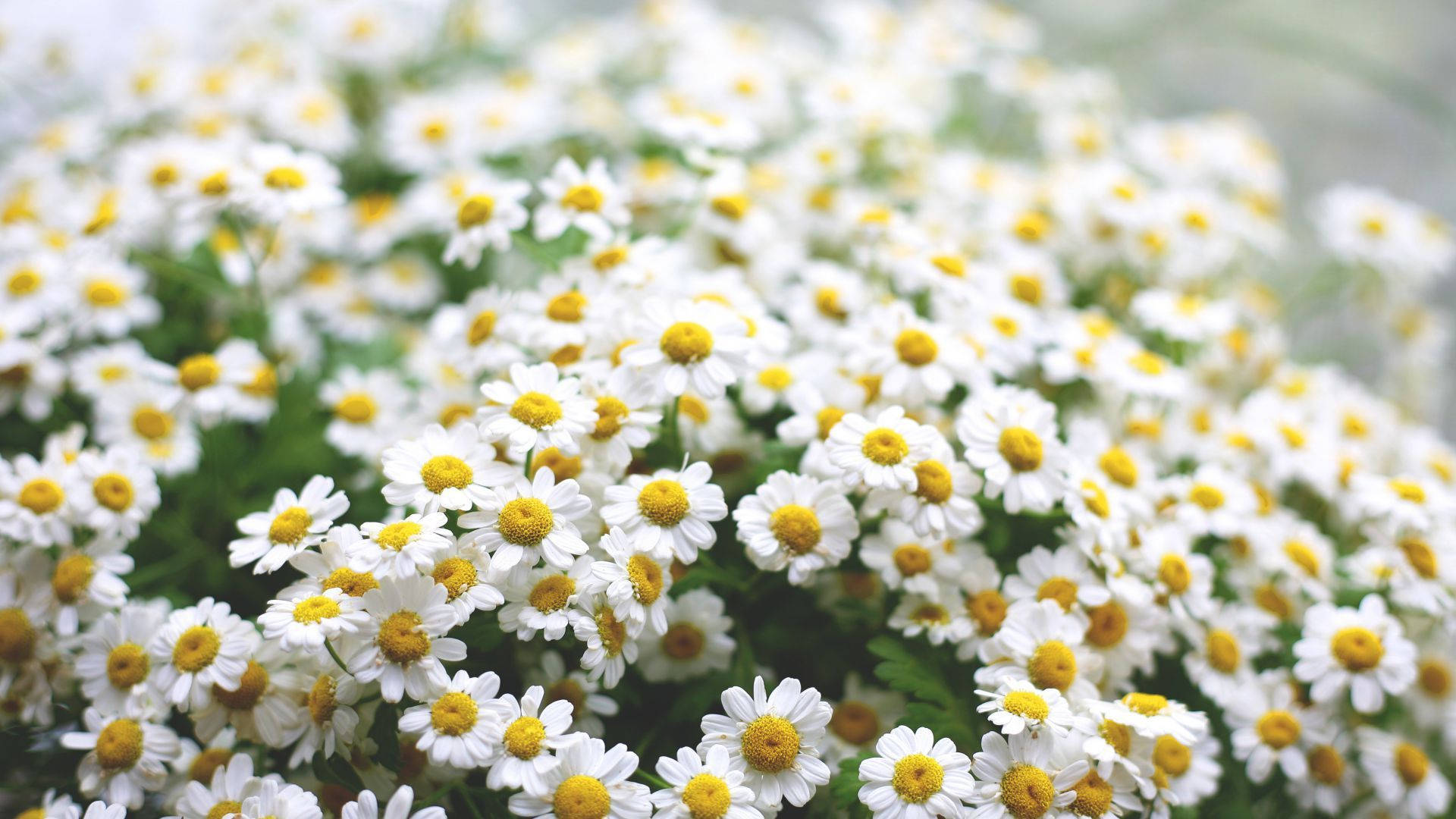 flowers 4K 桌布 壁紙 — 一片柔焦的白雛菊田，帶有明亮的黃色花心，在自然光中輕輕搖曳。