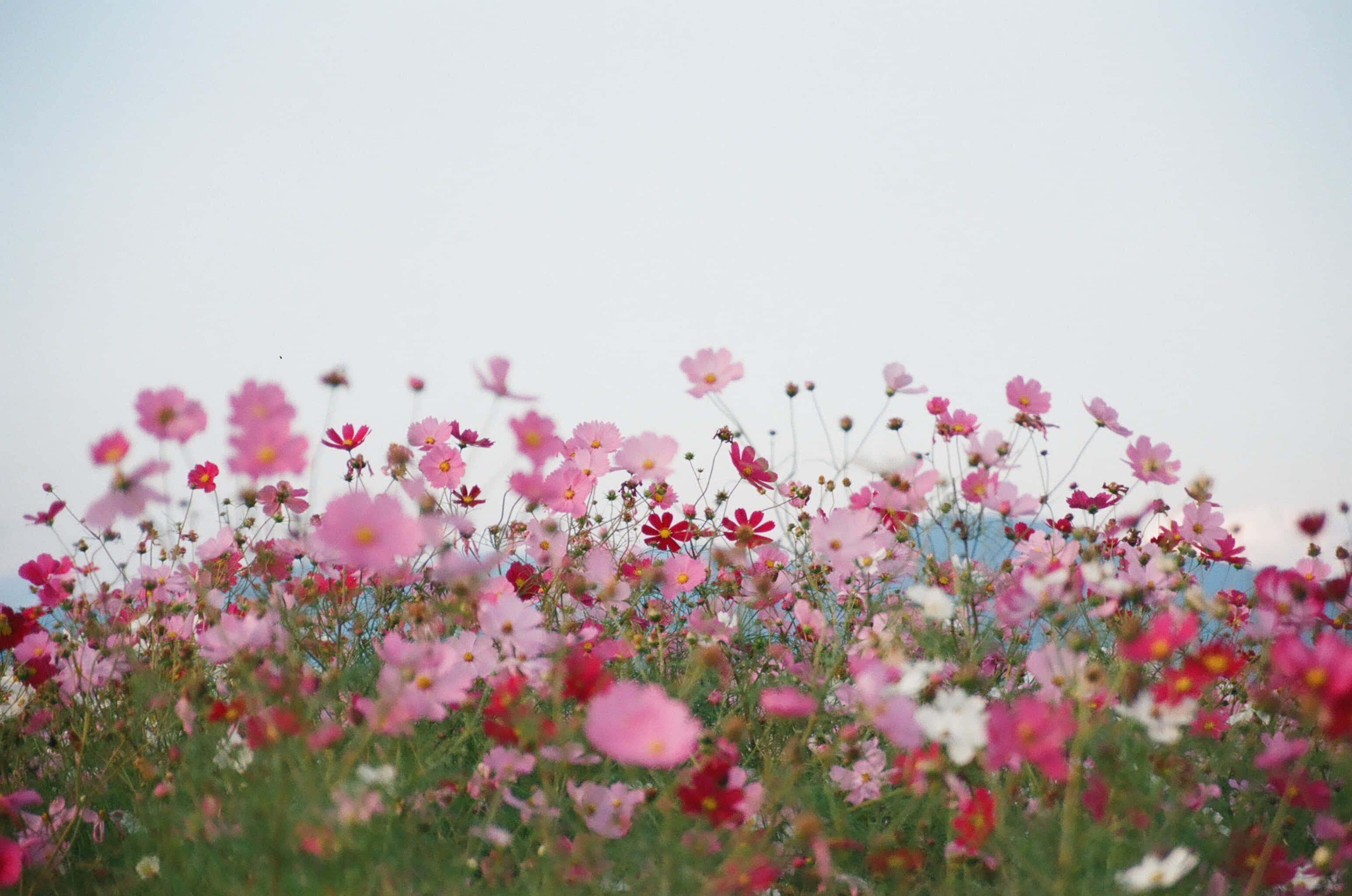 Flower Field 桌布 壁紙 — 一片柔焦的粉紅與白色波斯菊田野，在蒼白的天空下輕輕搖曳。