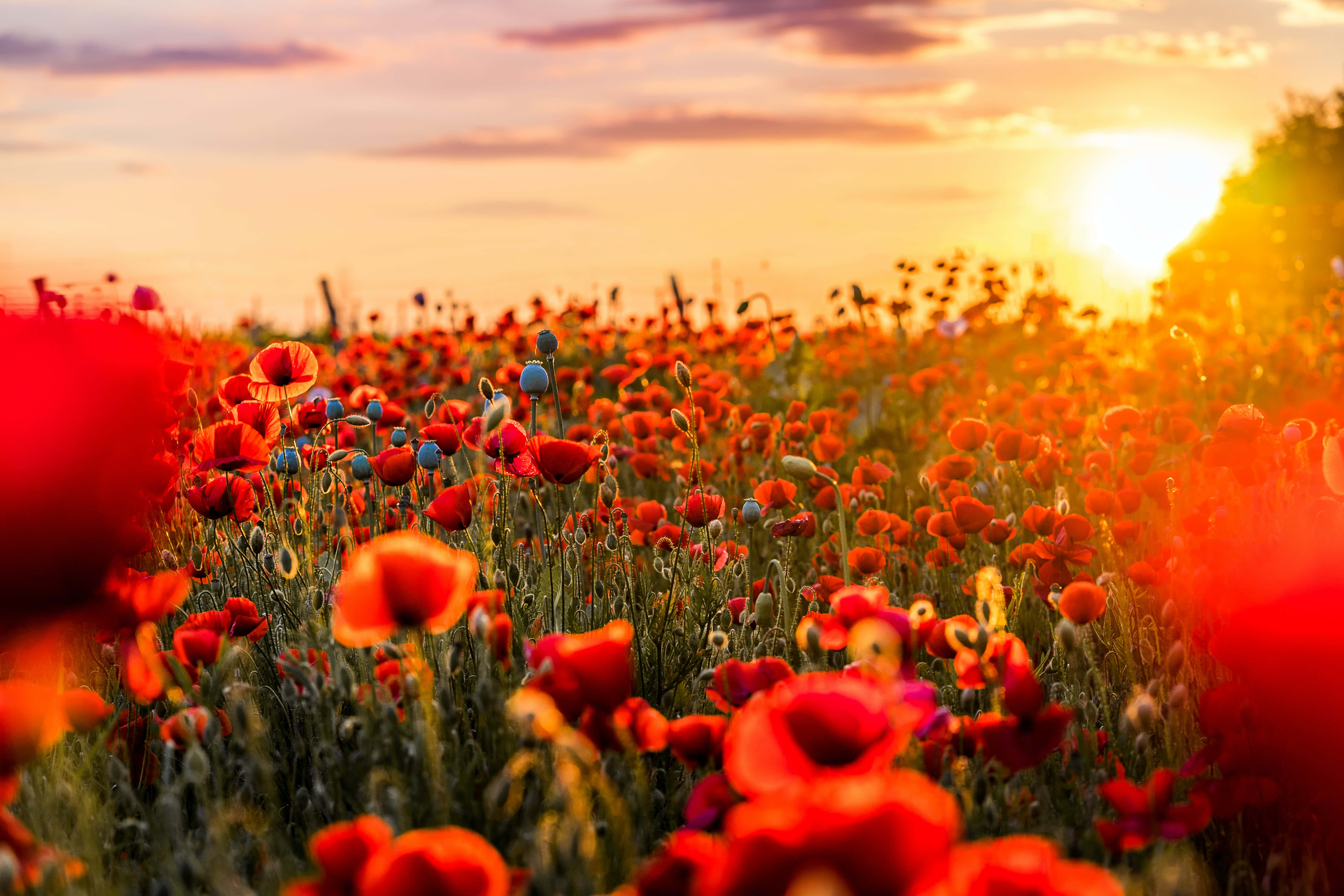 Poppy Field 桌布 壁紙 — 一片沐浴在陽光下的鮮紅色罌粟花田，在日落時分隨著金色光線穿過雲層輕輕搖曳。