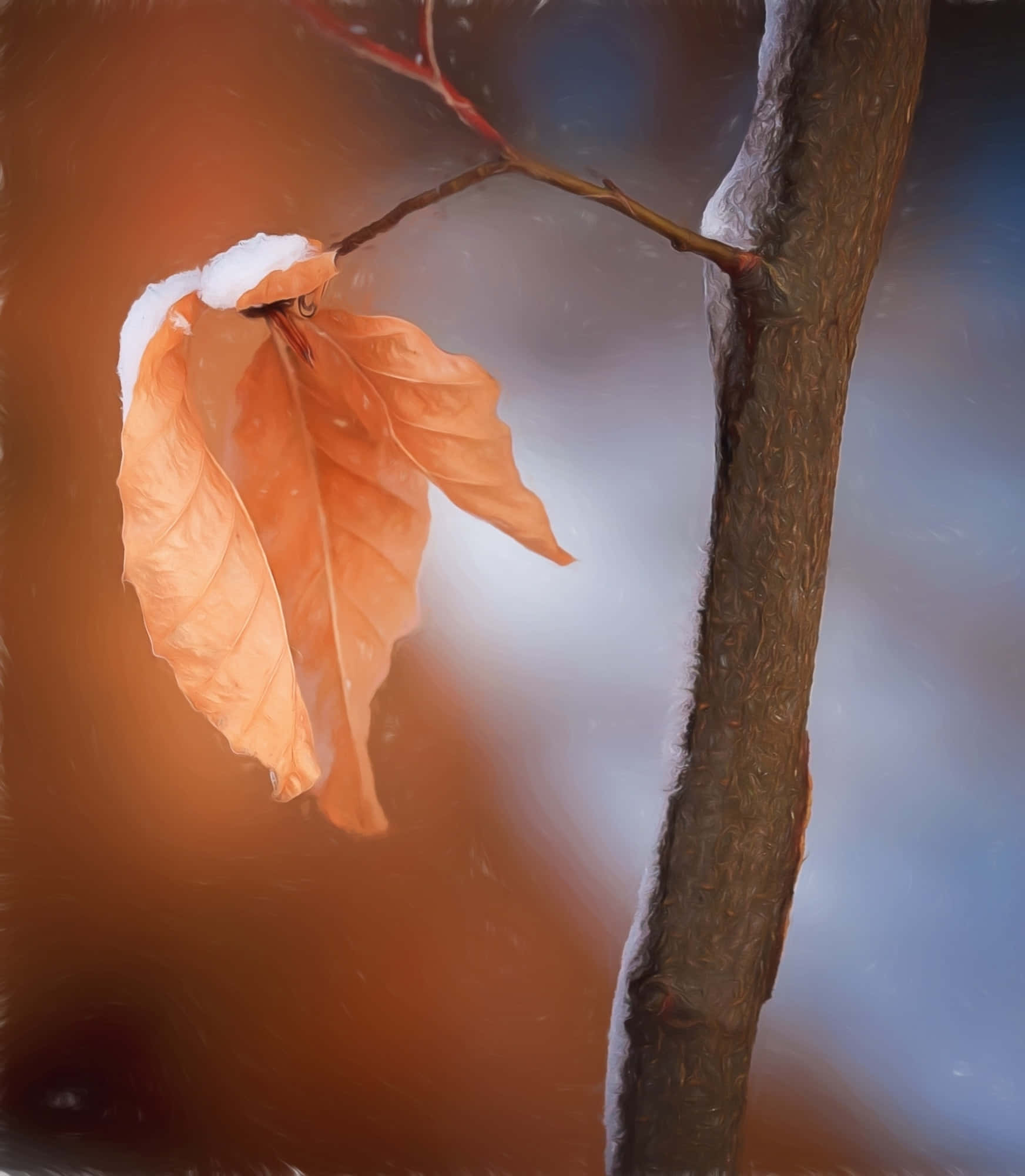 Brown Leaves 桌布 壁紙 — 一片沾滿雪花的橙色樹葉緊貼在光禿禿的樹枝上，背景是溫暖發光的冬日景色。