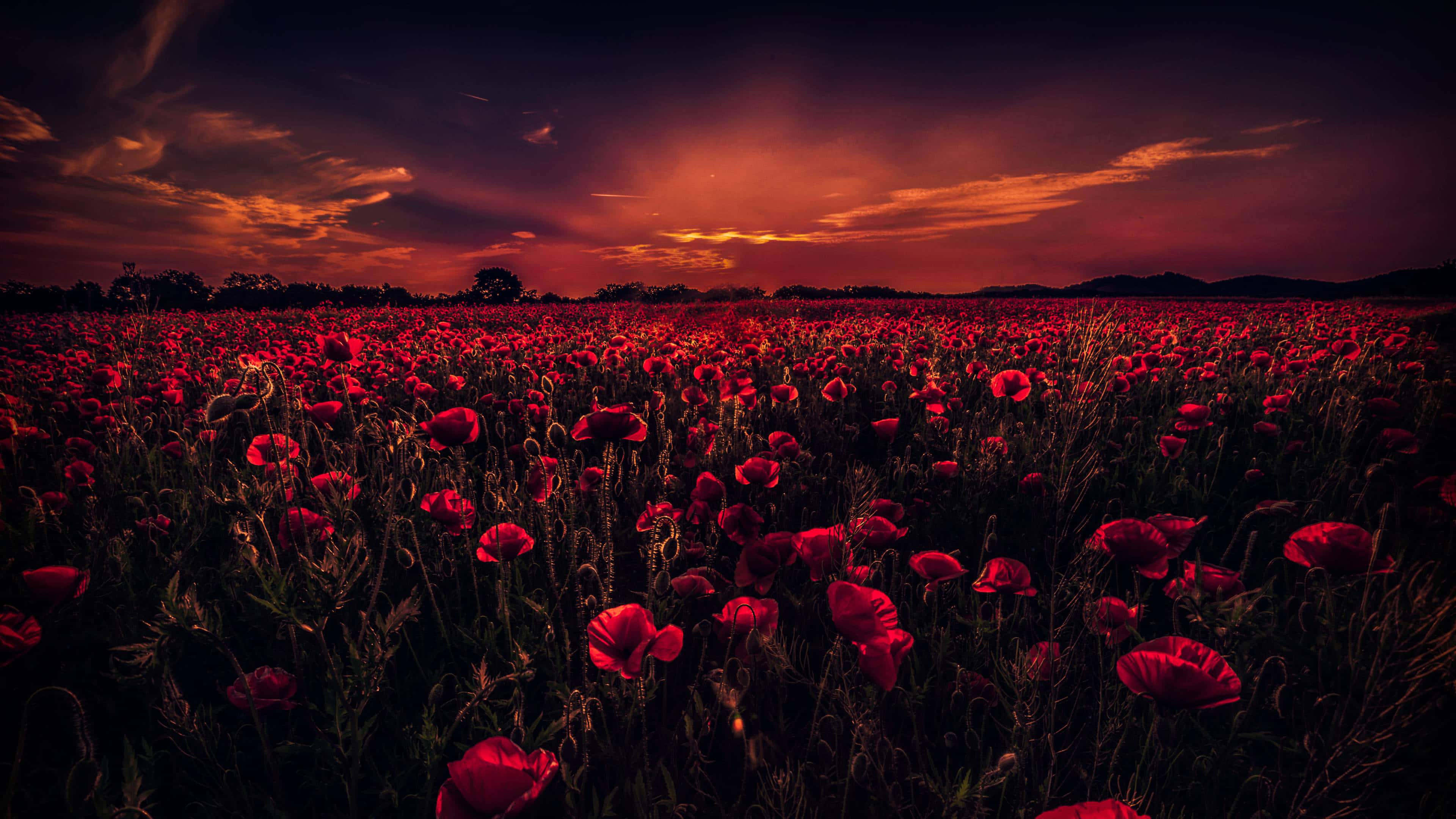 Poppy Field 桌布 壁紙 — 一片深紅色罌粟花田在火橙色和紫色的日落天空下搖曳。