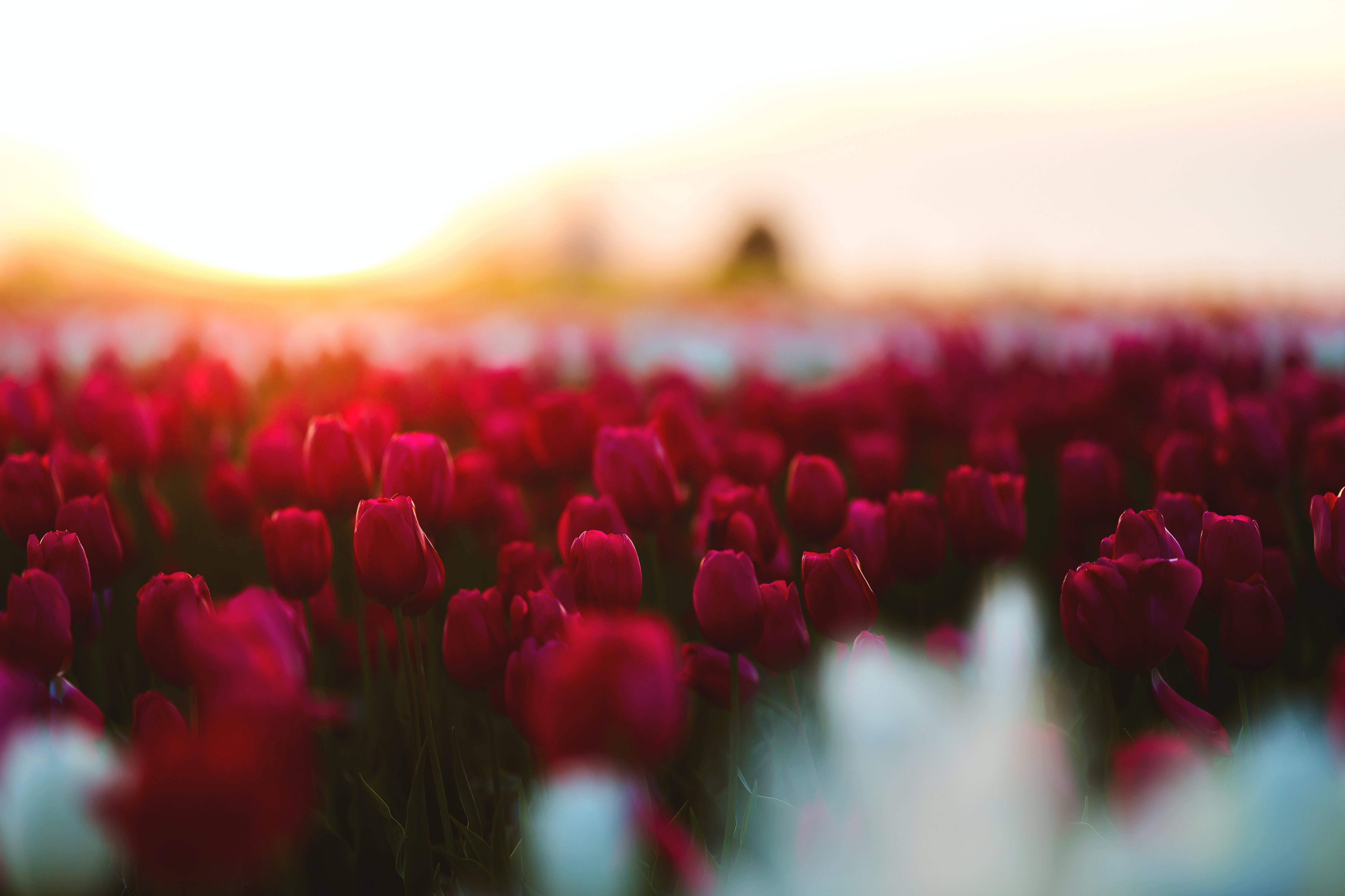 Flowers 桌布 壁紙 — 一片深紅色鬱金香花田，沐浴在溫暖的金色夕陽光中，背景帶有柔和散景效果。