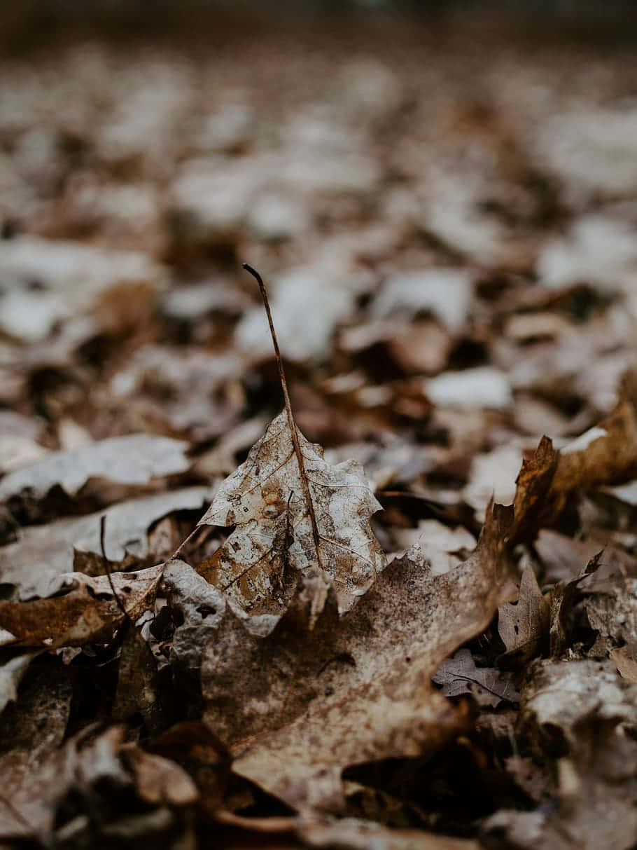 Brown Leaves 桌布 壁紙 — 一片清脆的秋葉躺在淺景深中一堆落下的棕色樹葉上。