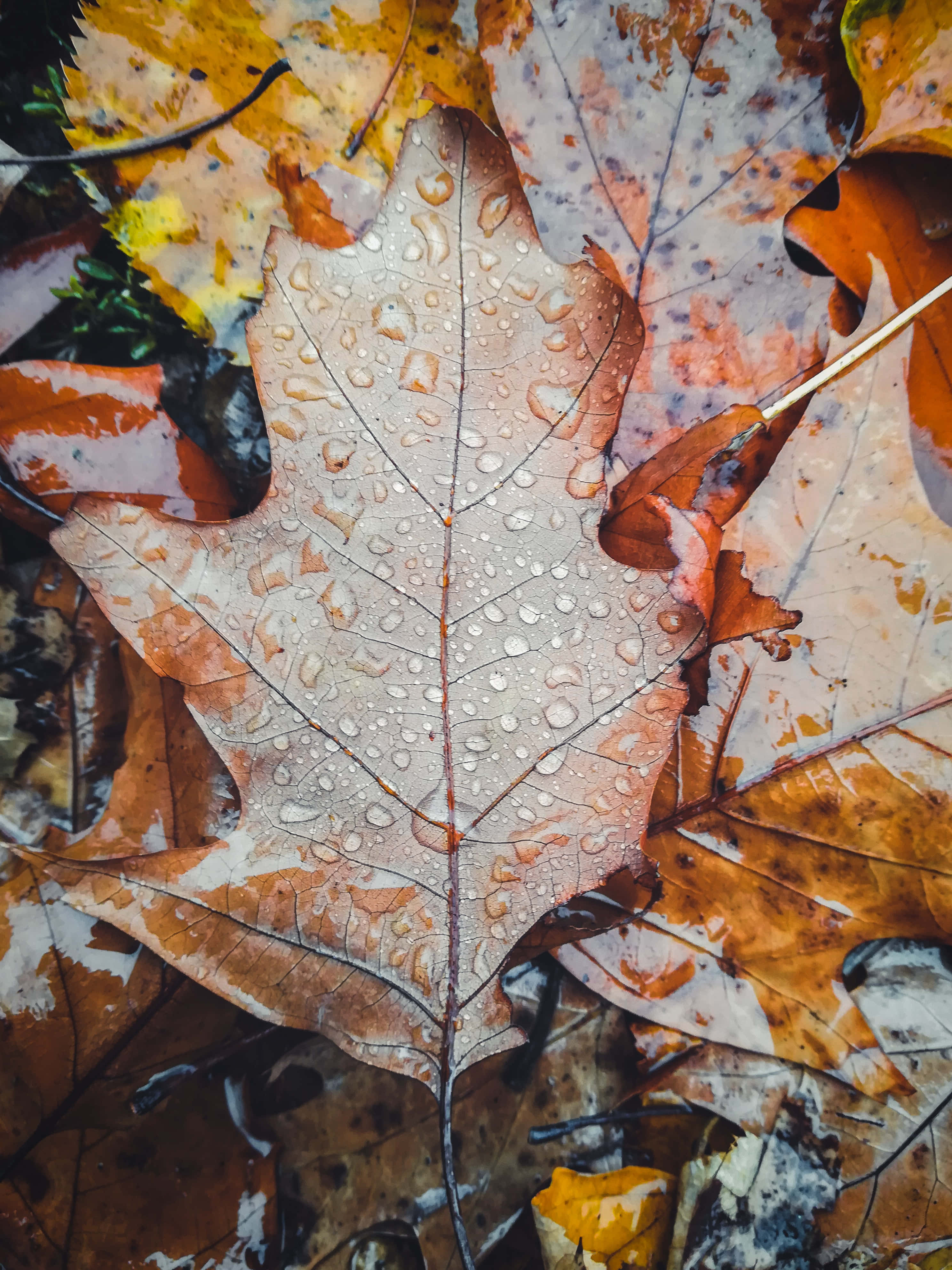 Fall Rain 桌布 壁紙 — 一片濕漉漉的秋葉特寫，帶有複雜的葉脈和露珠，靜靜躺在落葉堆上。