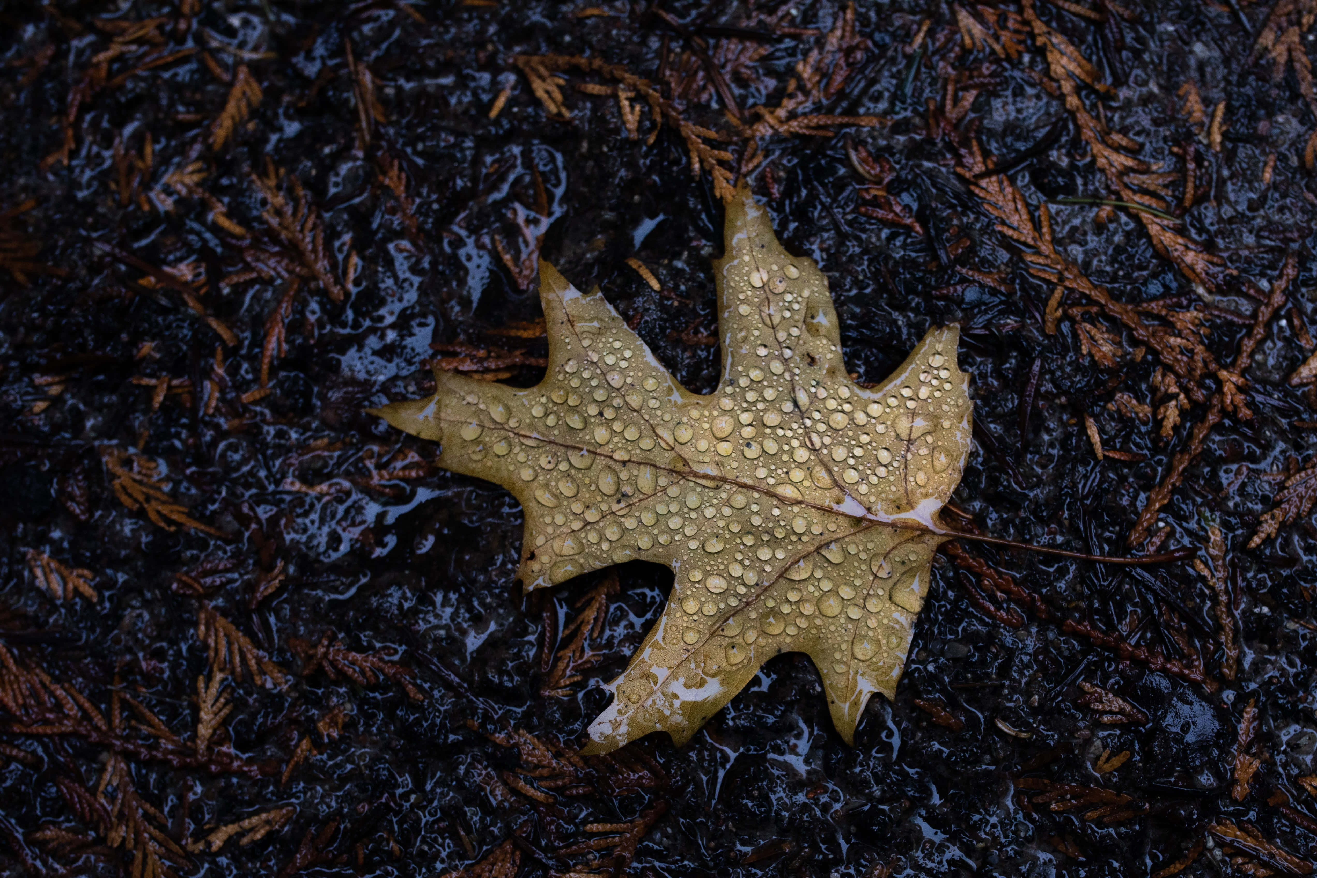 Fall Rain 桌布 壁紙 — 一片濕潤的橡樹葉在佈滿棕色松針的陰暗潮濕森林地面上閃爍著露珠。