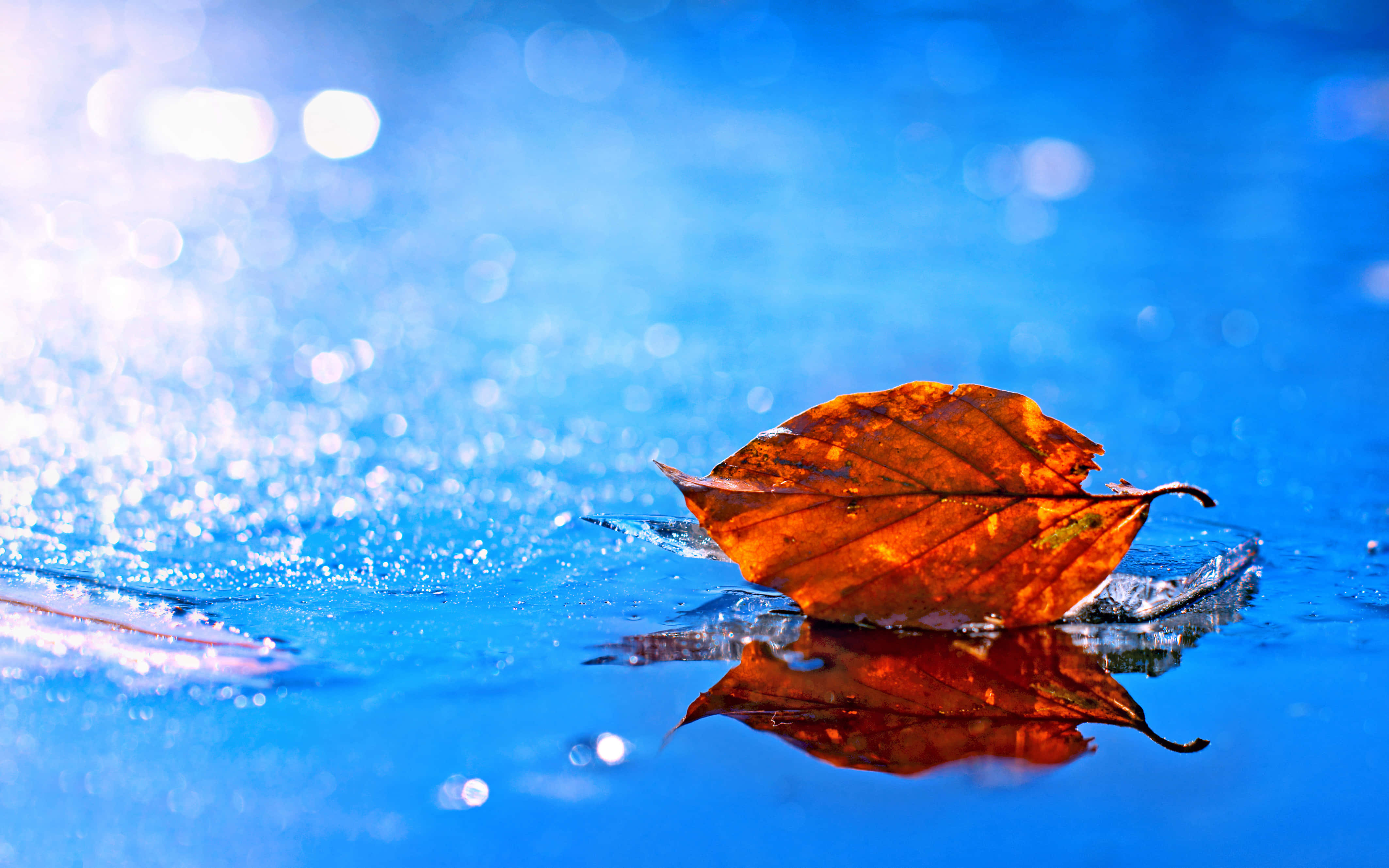 Fallen Leaves 桌布 壁紙 — 一片琥珀色的葉子靜靜地漂浮在冰藍色的水面上，帶有閃爍的倒影和柔和的散景光。