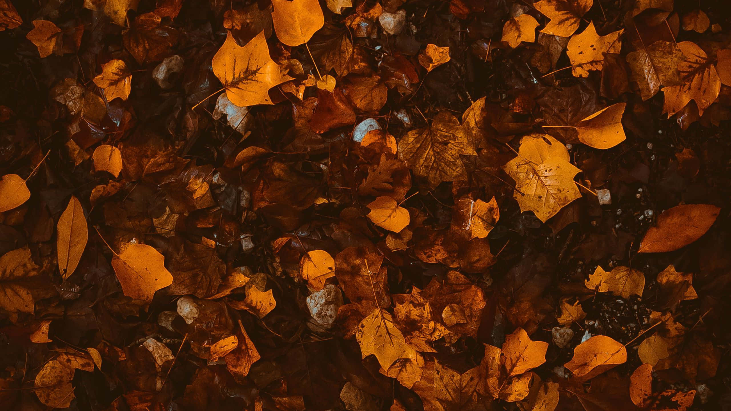 Brown Autumn 桌布 壁紙 — 一片由金黃色、琥珀色和焦橙色秋葉組成的厚地毯，散落在深色泥土上，隱約可見灰色石頭。