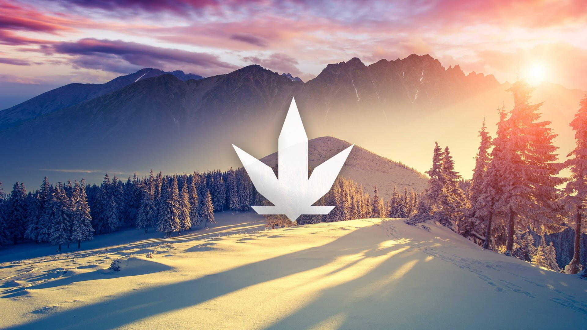 大麻 桌布 壁紙 — 一片發光的白色大麻葉漂浮在日落時分白雪覆蓋的山景上，伴隨著松樹和燦爛的金色光芒。
