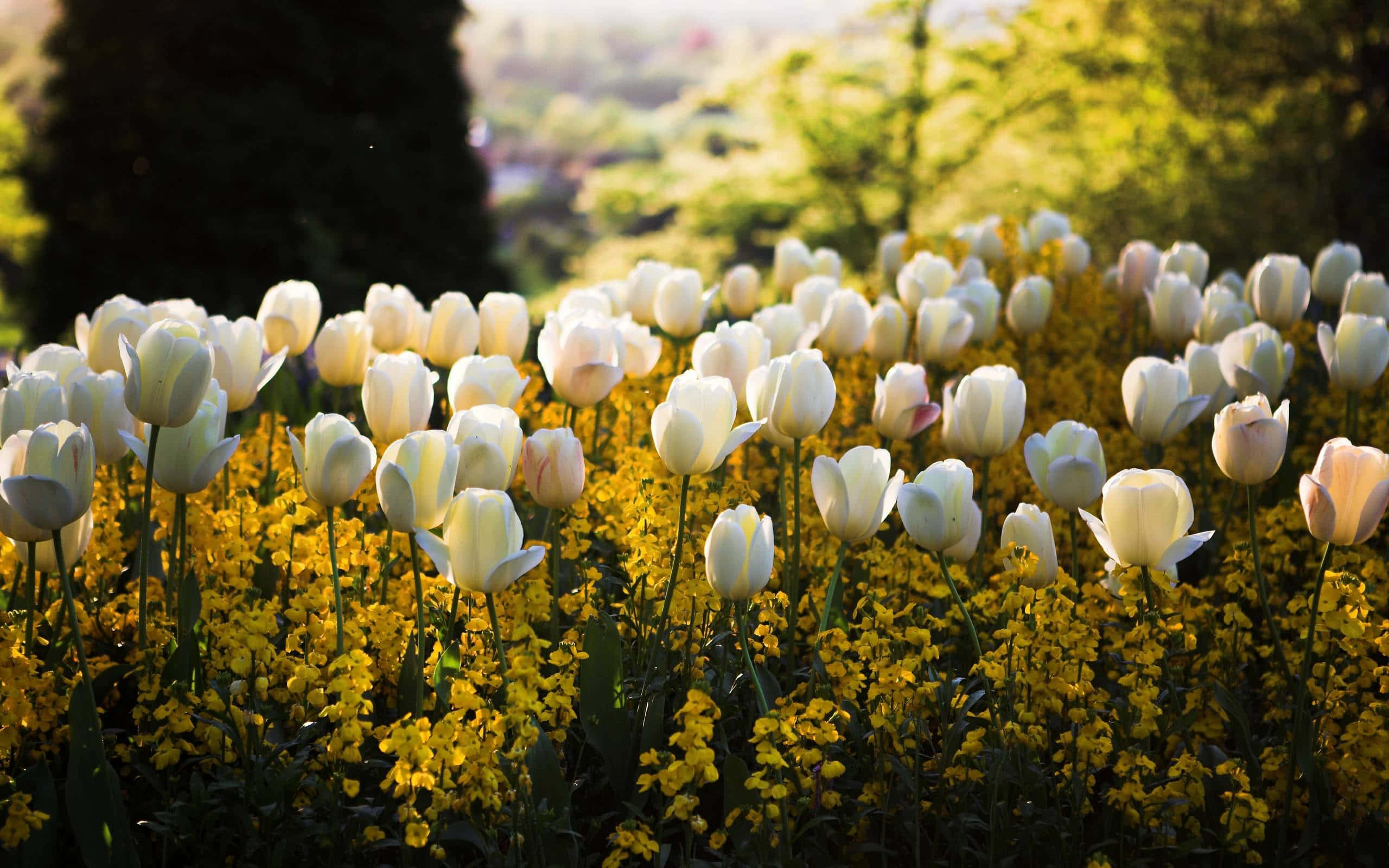 Spring Meadow 桌布 壁紙 — 一片白色鬱金香在金色陽光下閃耀，下方有黃色花朵。